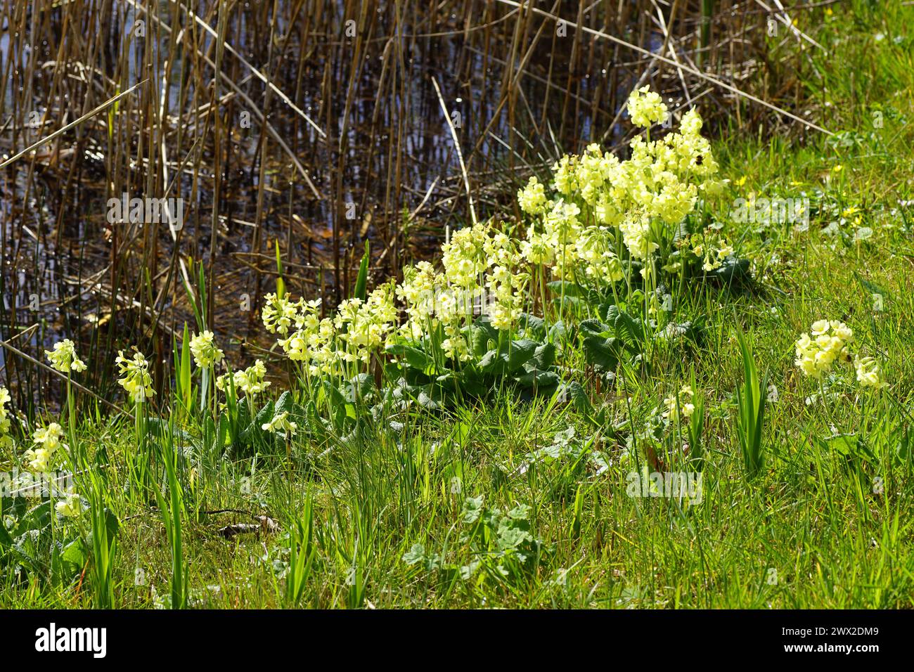 Gros plan fleurs jaunes de la vraie oxlipe (Primula elatior), primmulacée de la famille des primevères dans l'herbe au bord de l'eau avec de vieux roseaux. Printemps, mars Banque D'Images