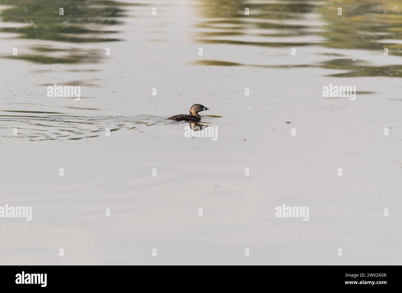 Grebe à bec de pied (Podilymbus podiceps) nageant dans les zones humides de la Florida, Bogota, Colombie Banque D'Images