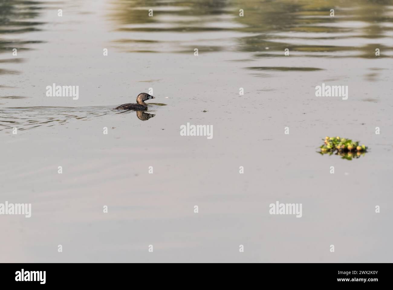 Grebe à bec de pied (Podilymbus podiceps) nageant dans les zones humides de la Florida, Bogota, Colombie Banque D'Images