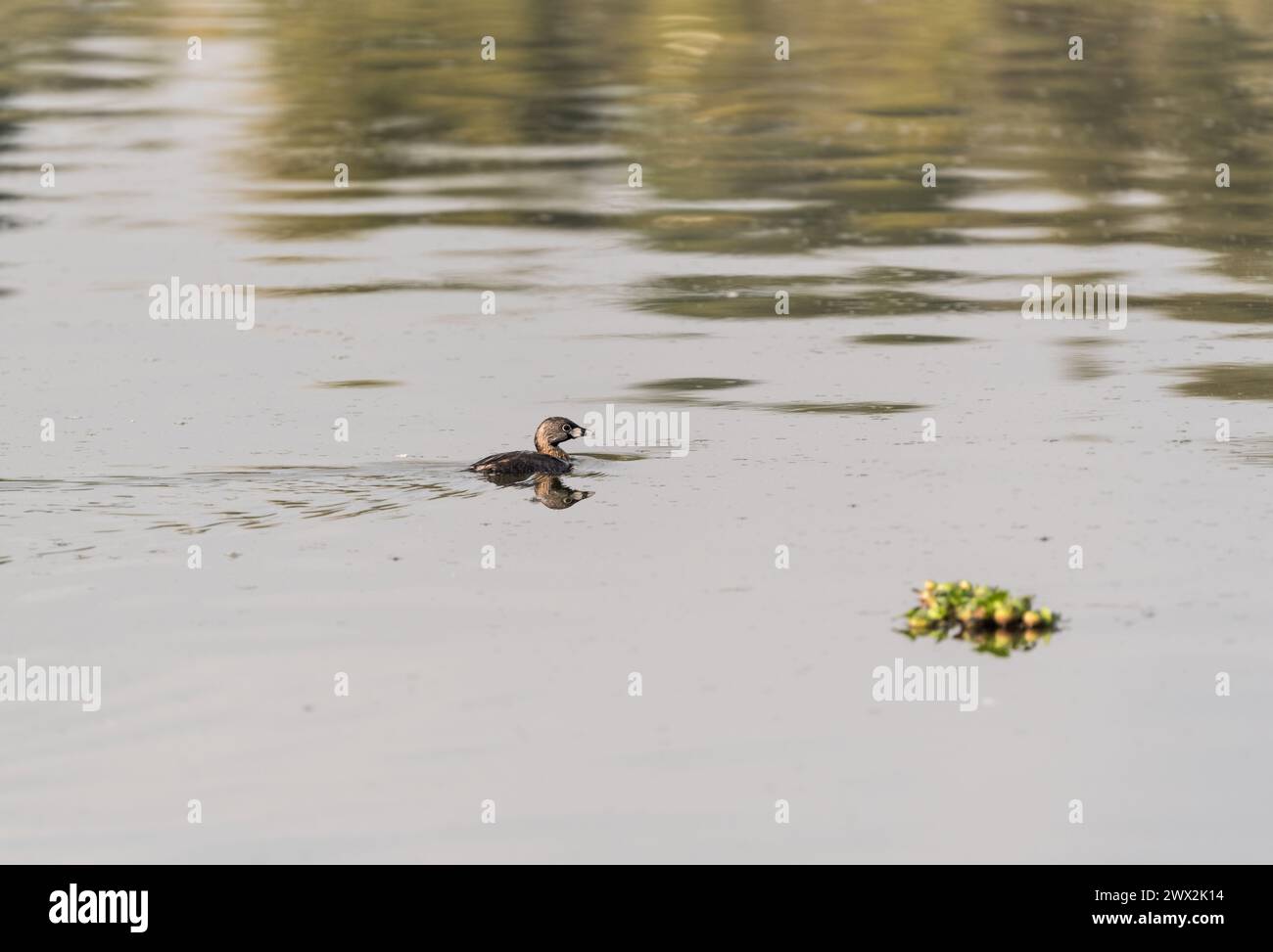 Grebe à bec de pied (Podilymbus podiceps) nageant dans les zones humides de la Florida, Bogota, Colombie Banque D'Images
