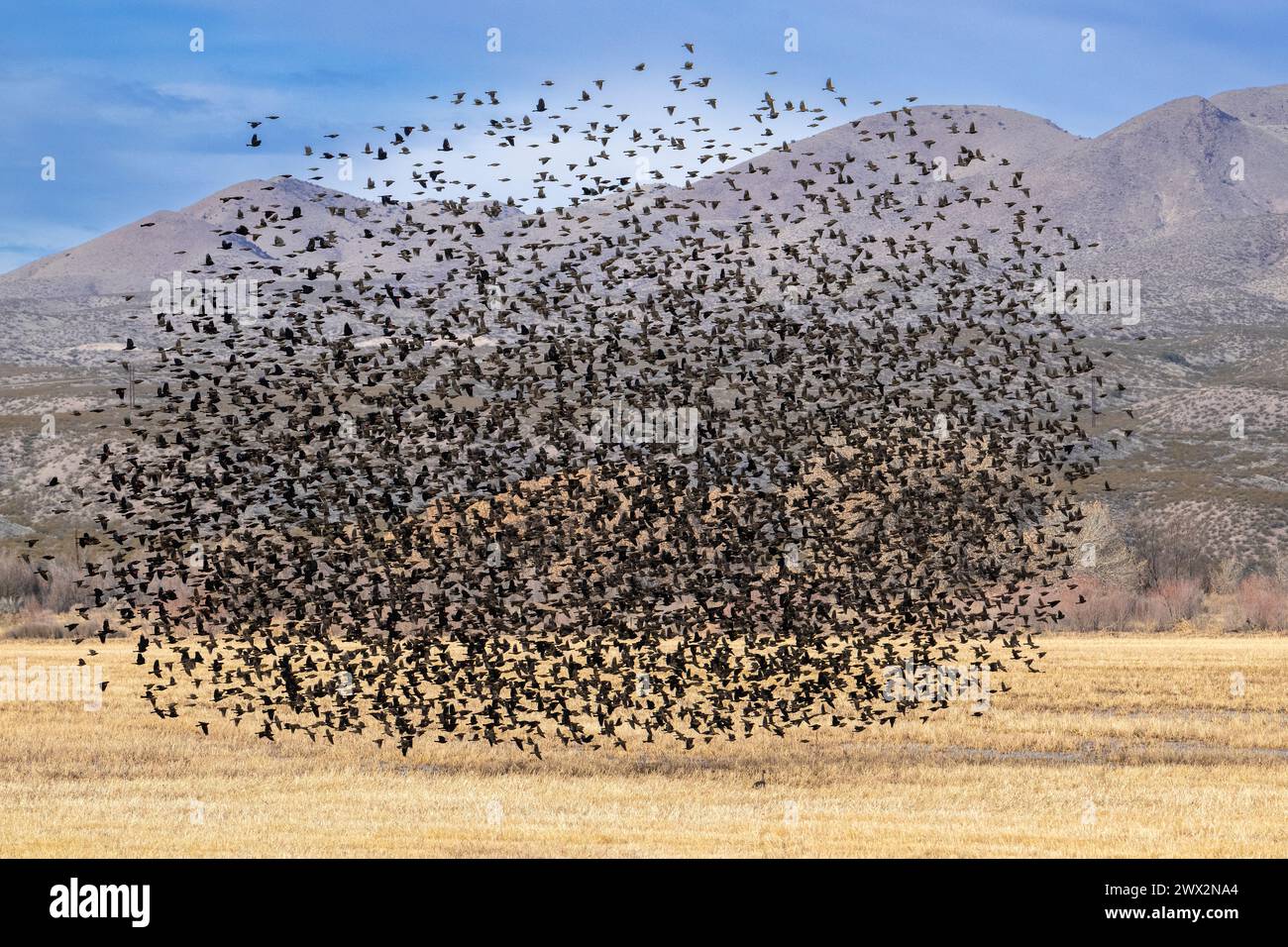 Un murmurage de merceris noirs à ailes rouges. Bosque del Apache NWR, Nouveau Mexique., États-Unis, par Dominique Braud/Dembinsky photo Assoc Banque D'Images