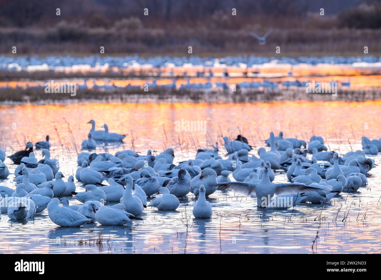 Oies des neiges (Chen caerulescens) perchées, aube, Bosque del Apache NWR, automne, Nouveau-Mexique, USA, par Dominique Braud/Dembinsky photo Assoc Banque D'Images
