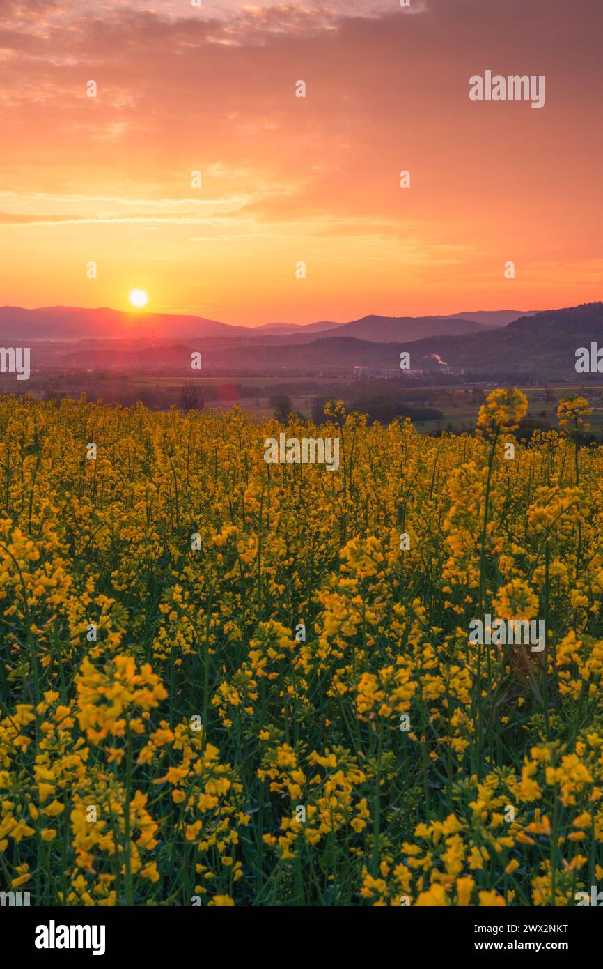 Champ de colza jaune en fleurs. Nuages colorés et soleil pendant le lever du soleil de printemps en arrière-plan. Beau paysage rural. Banque D'Images