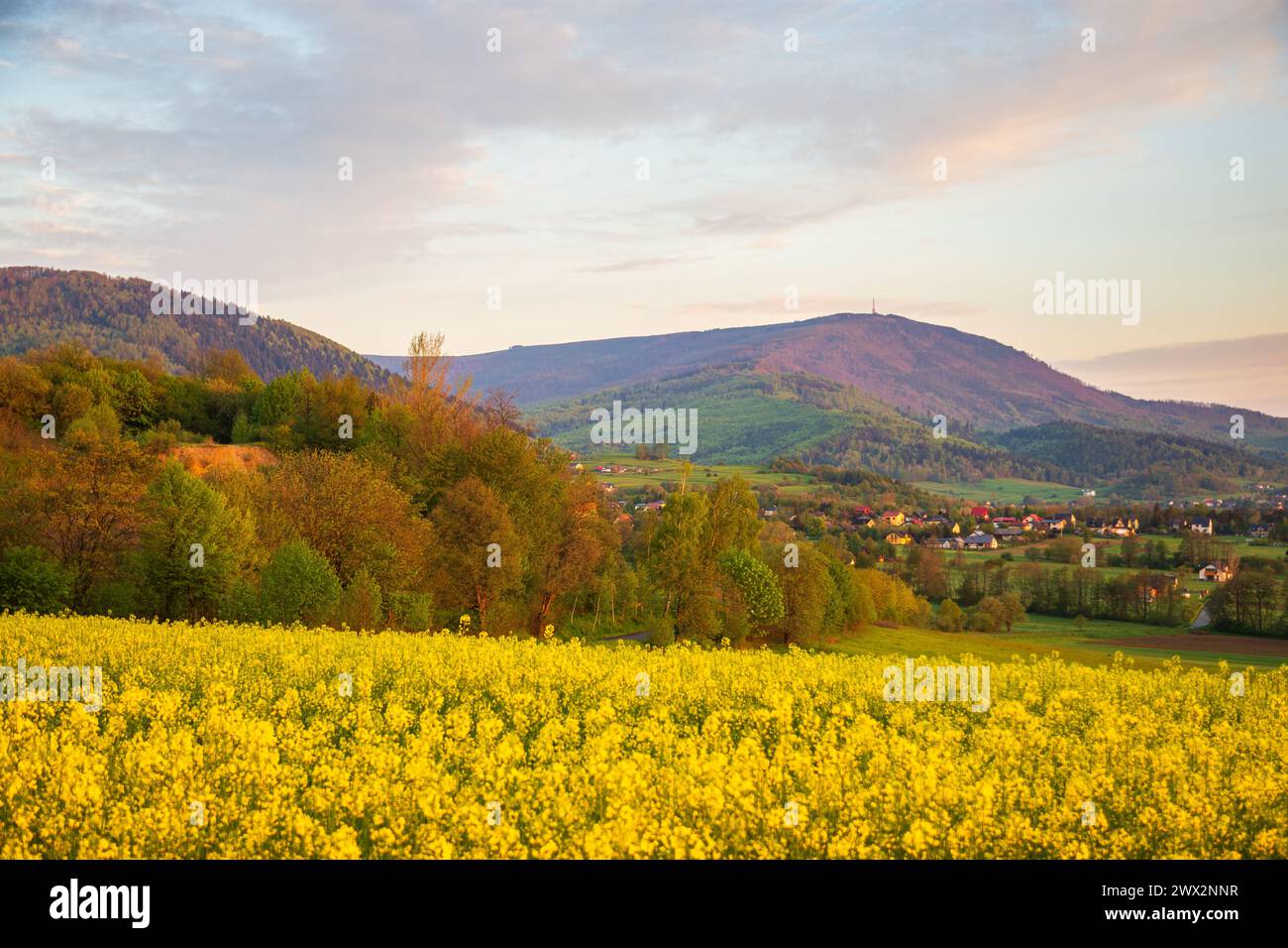 Champ de colza jaune en fleurs. Village et montagne en arrière-plan. Banque D'Images