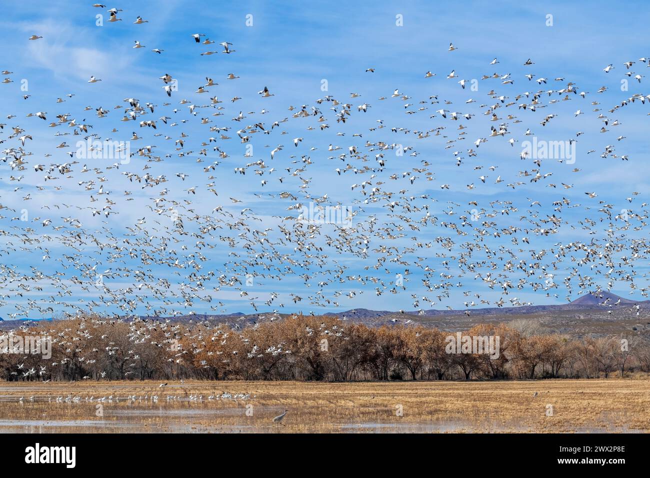 Oies des neiges (Chen caerulescens). Bosque del Apache NWR, automne, Nouveau-Mexique, USA, par Dominique Braud/Dembinsky photo Assoc Banque D'Images