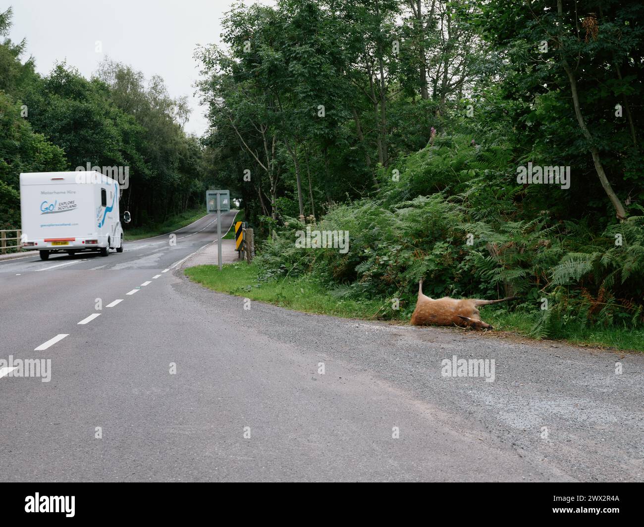 Un cerf mort abattu par la route et le trafic de passage en Écosse au Royaume-Uni - le surtourisme animal de bord de route tue par la route Banque D'Images