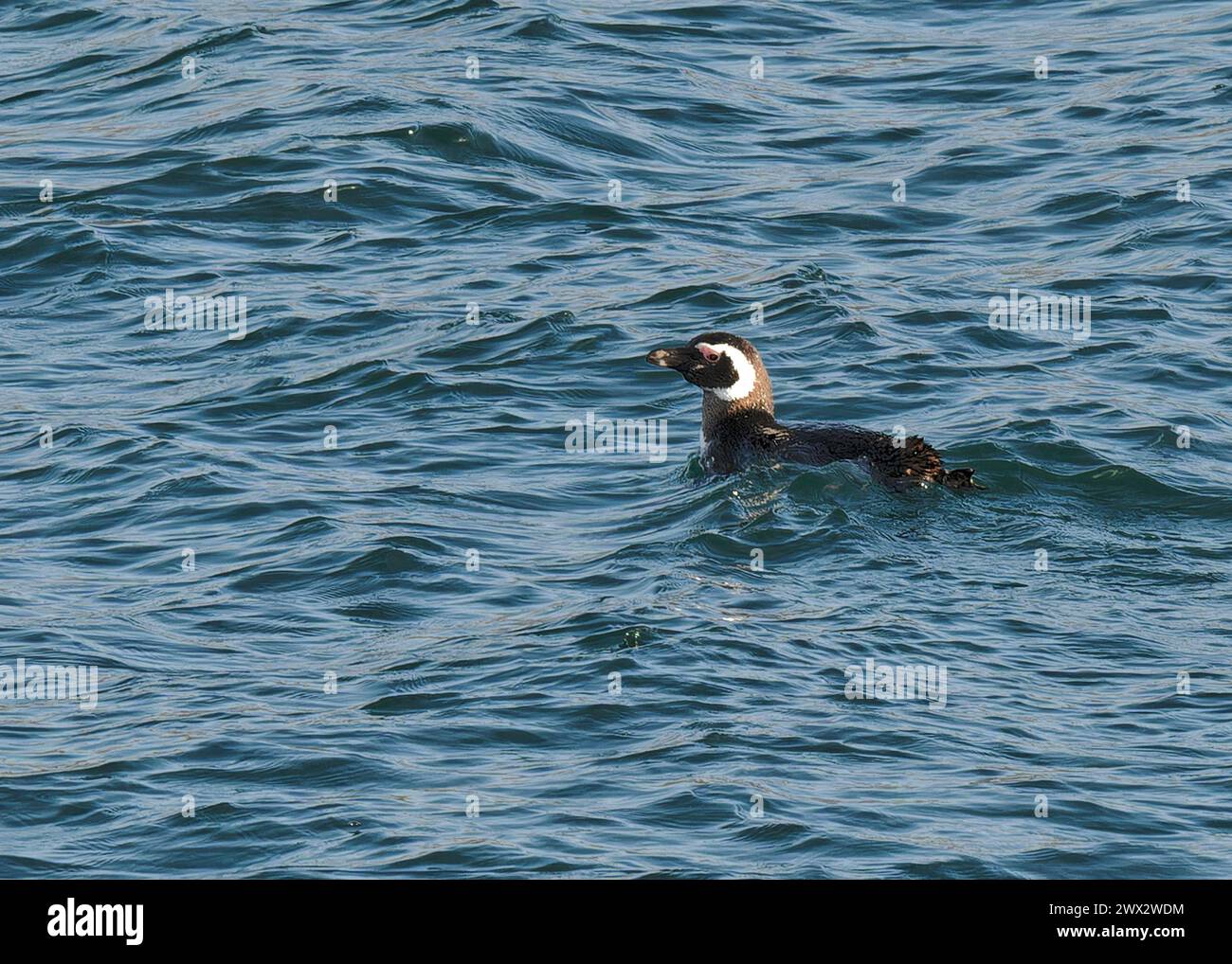 Manchot Magellanic nageant au large de l'île Carcass, Malouines, janvier 2024 Banque D'Images