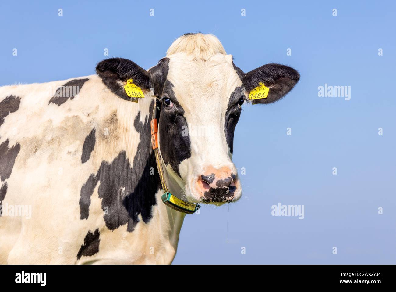 Vache mature, bétail noir et blanc, avec une expression douce flamboyante et amicale, et un ciel bleu Banque D'Images