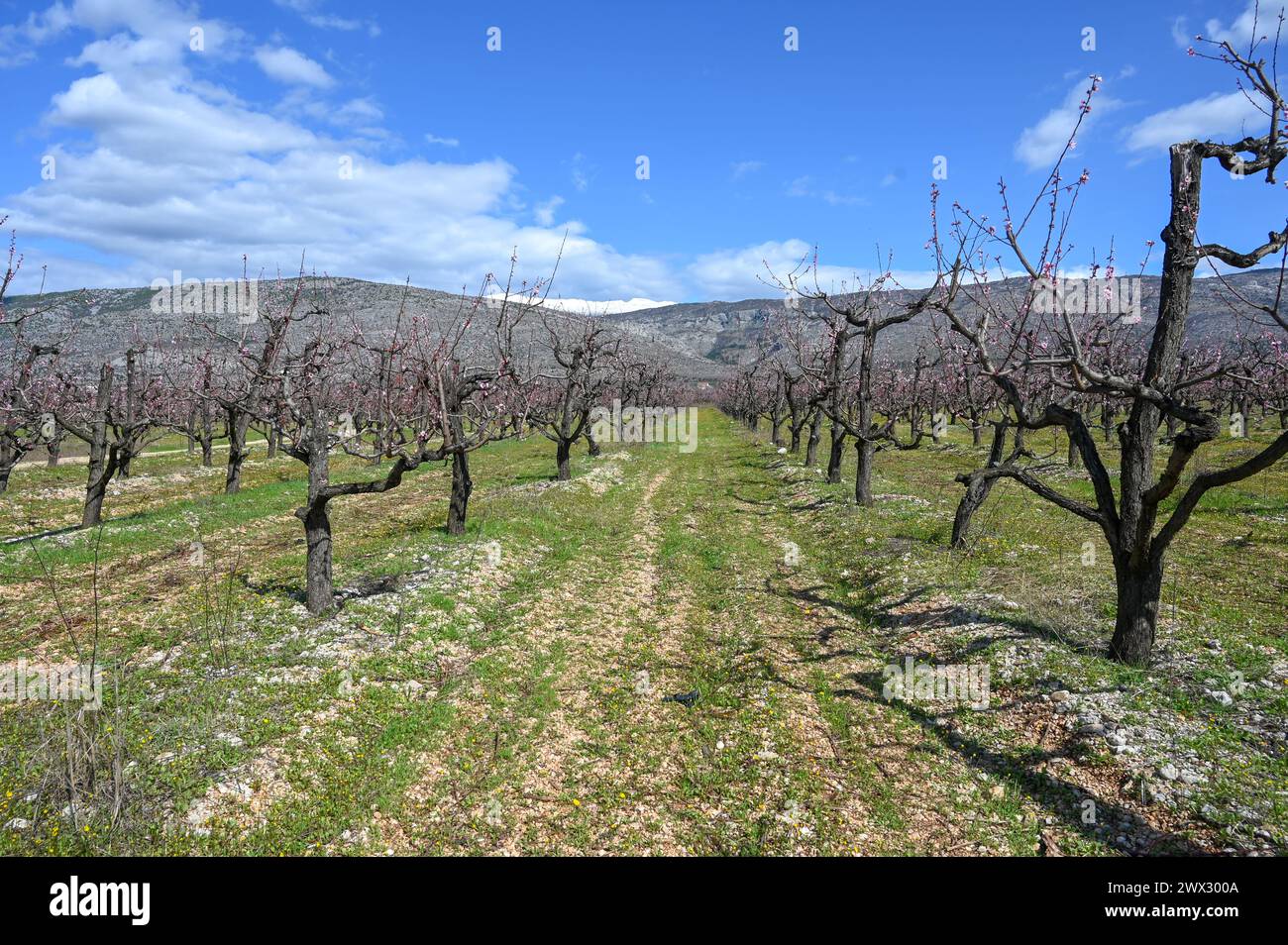 Pêchers dans le verger. Fleurs sur les branches. Verger au début du printemps. Banque D'Images