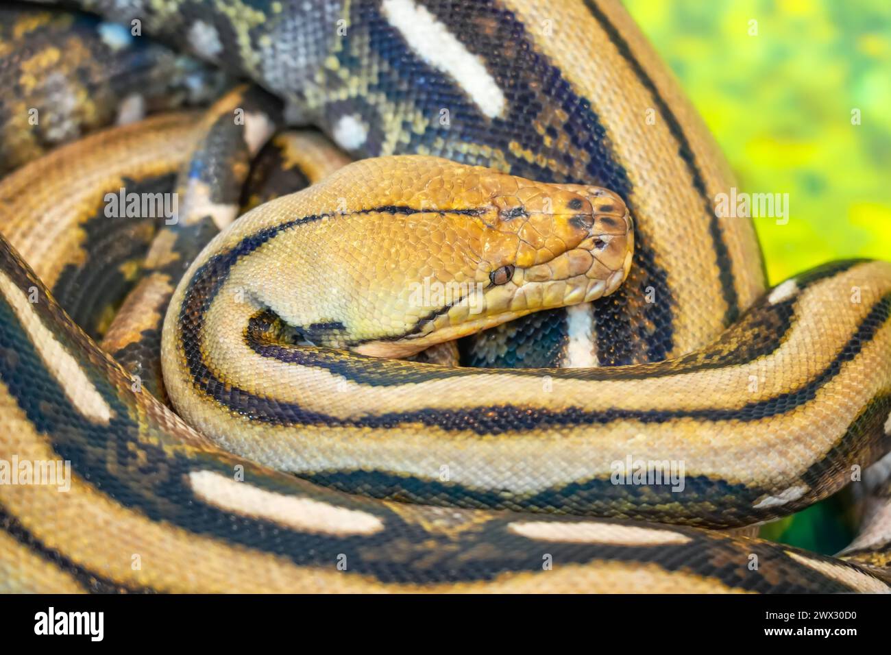 Boa Constrictor Snake s'est enroulé au repos. Banque D'Images