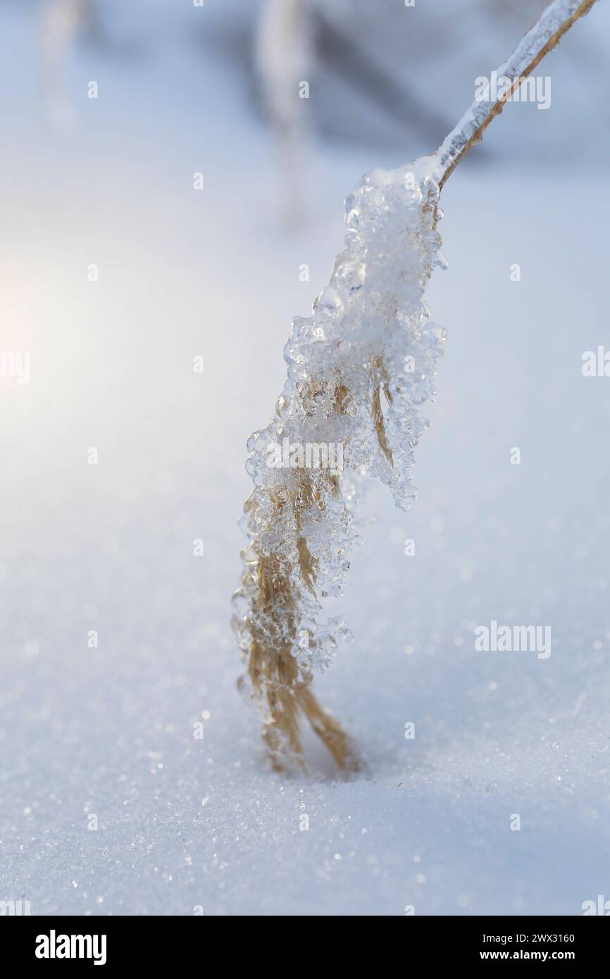 Grasrispe, die mit Eis vom Eisregen überzogen ist *** panicule d'herbe recouverte de glace de pluie verglaçante Banque D'Images