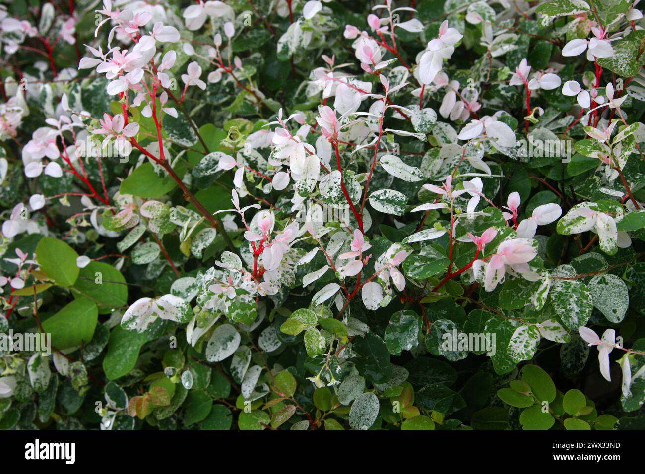 Begonia panaché, Begonia conchifolia, Begoniaceae. Costa Rica, Panama, Amérique centrale. Banque D'Images