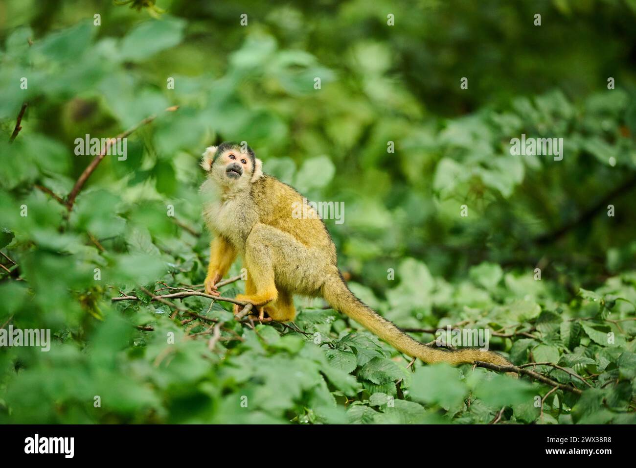 Singe écureuil commun (Saimiri sciurus) dans un arbre, captif, distribution en Amérique du Sud Banque D'Images