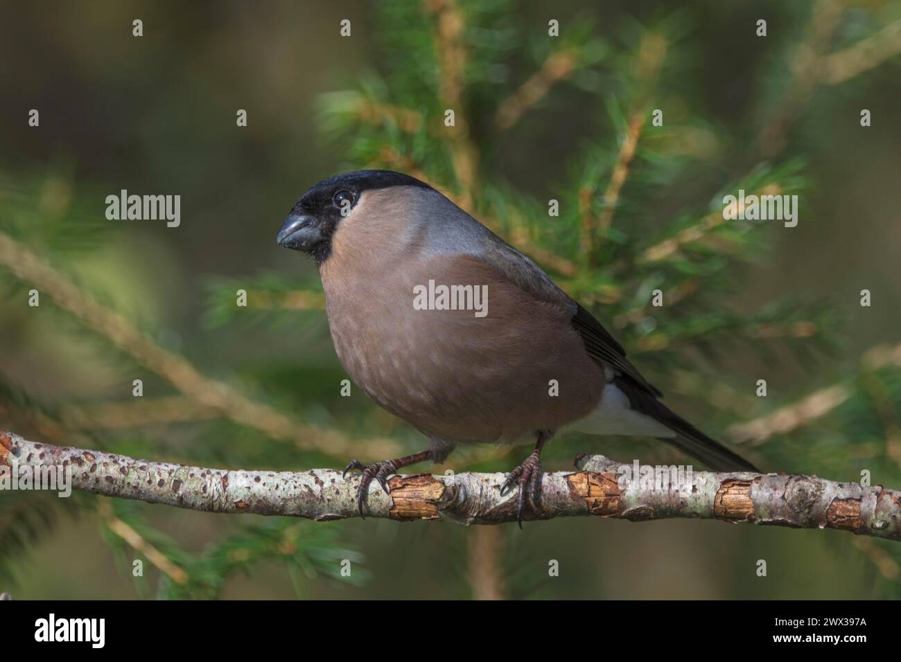 Femelle bullfinard (Pyrrhula pyrrhula) sur branche sèche, Bade-Wuertemberg, Allemagne Banque D'Images