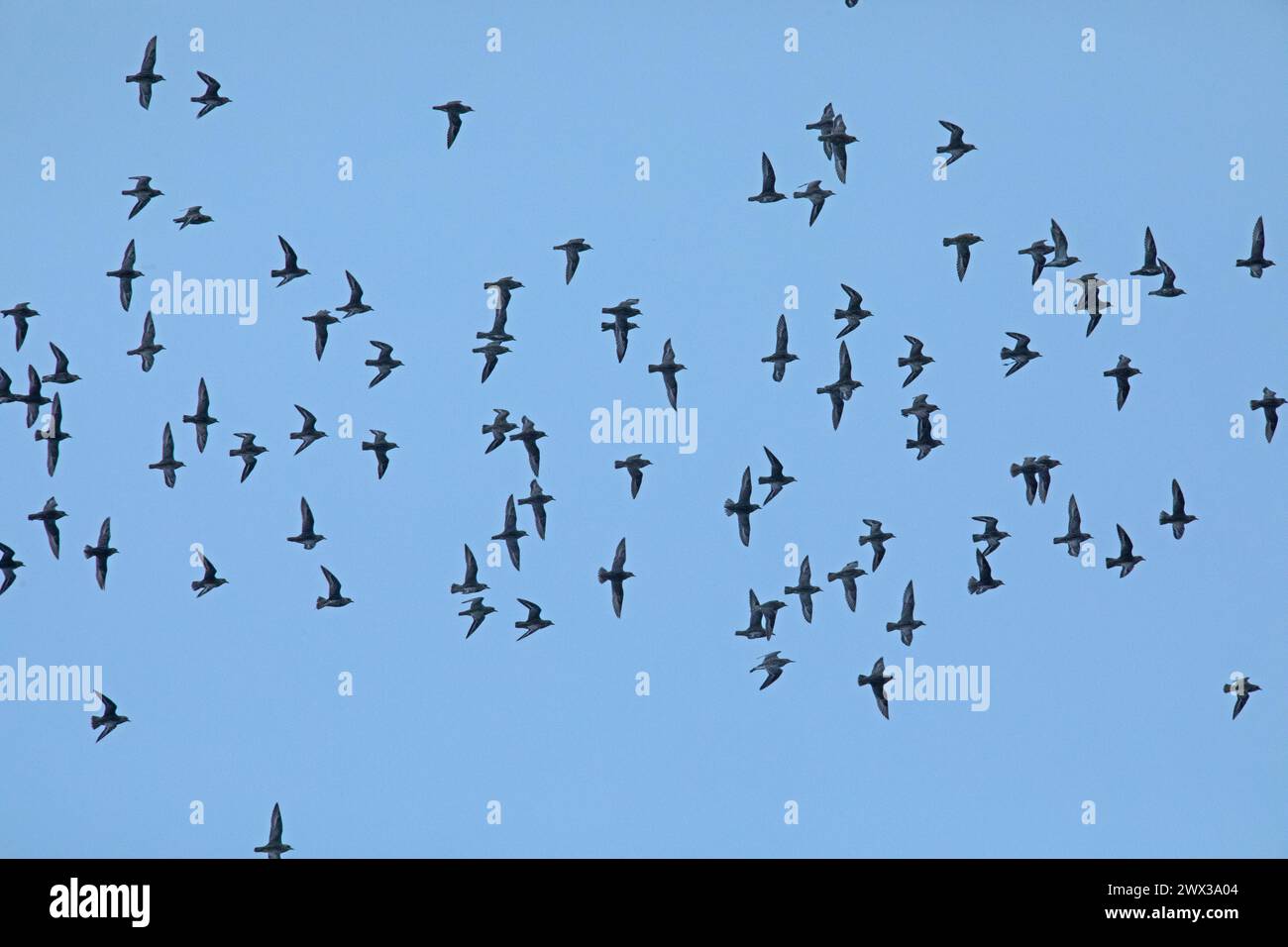 Groupe de pluvier doré avec plusieurs oiseaux aux ailes ouvertes volant à droite regardant devant le ciel bleu Banque D'Images