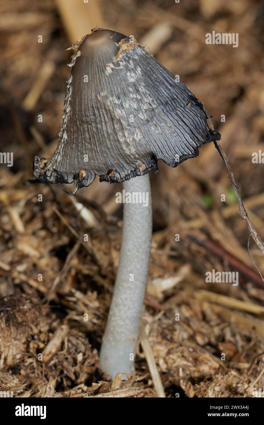 Shaggy tintling corps de fructification avec chapeau gris-bleu et tige blanchâtre dans le tas de fumier Banque D'Images