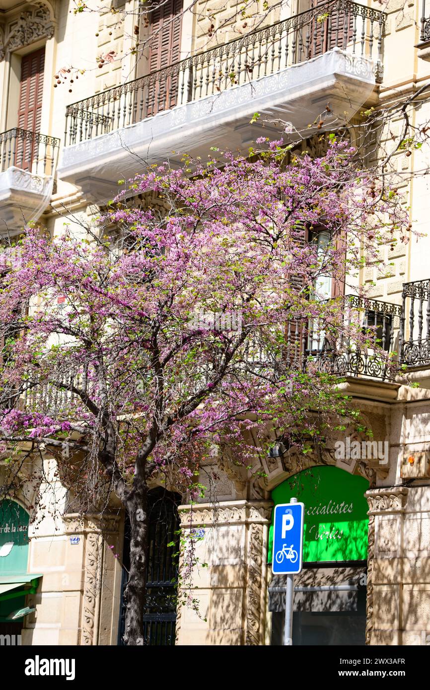 Capturer des fleurs printanières dans le quartier de l'Eixample, Barcelone, Espagne. Branches d'arbres en fleurs. Saison printanière. ©Paul Todd/OUTSIDEIMAGES Banque D'Images