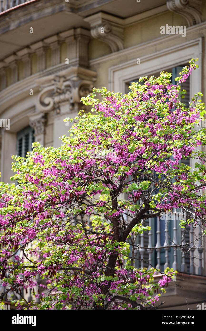 Capturer des fleurs printanières dans le quartier de l'Eixample, Barcelone, Espagne. Branches d'arbres en fleurs. Saison printanière. ©Paul Todd/OUTSIDEIMAGES Banque D'Images