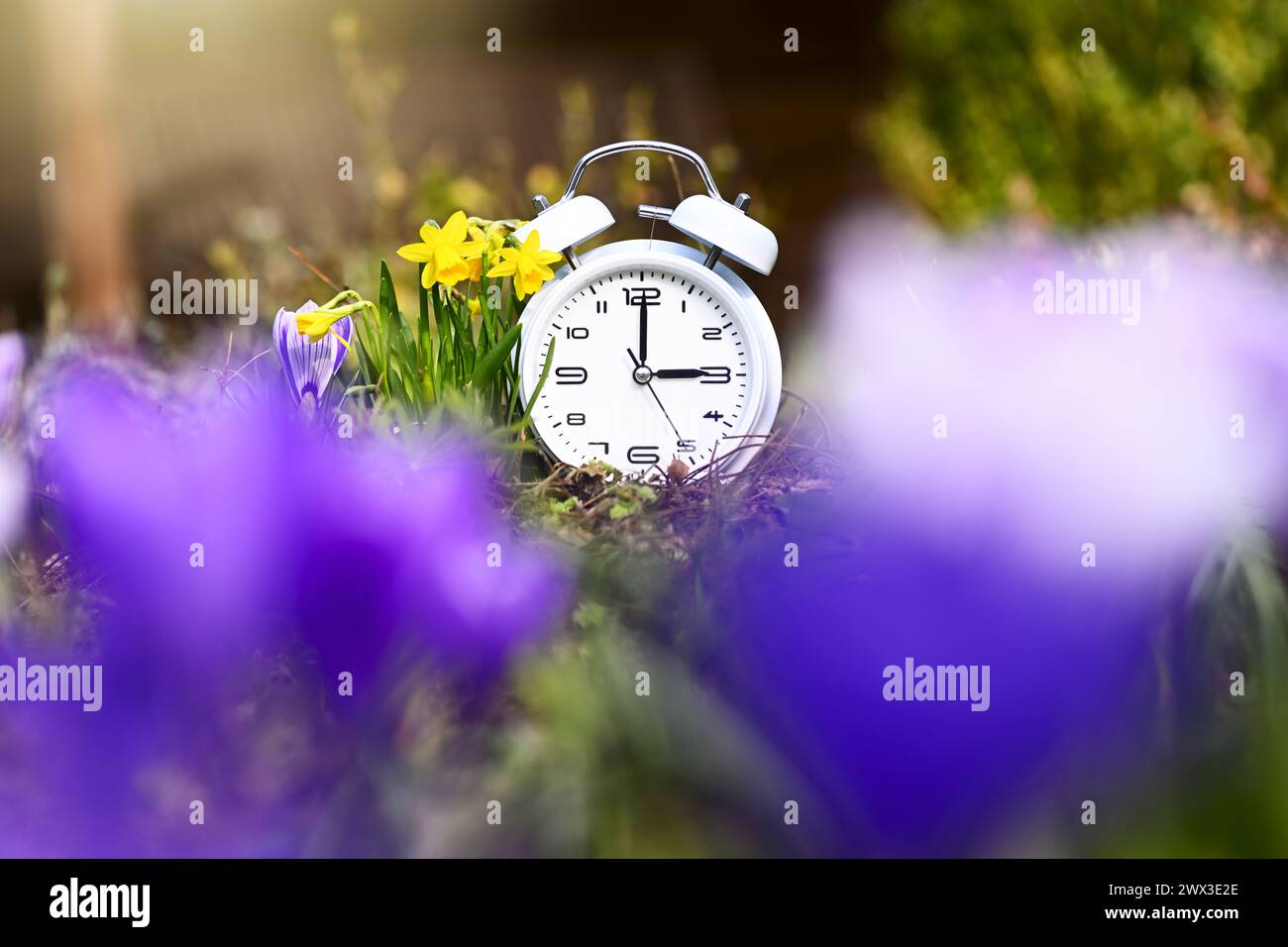 Réveil blanc au milieu des fleurs de printemps, photo symbolique heure d'été et changement d'heure Banque D'Images