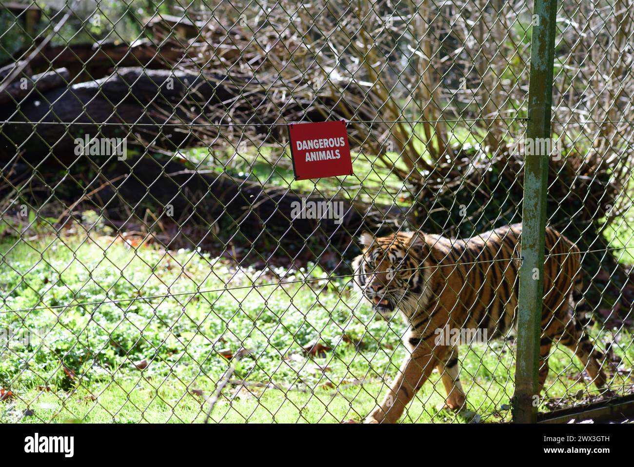 Une femelle tigre de Sumatra à côté d'un signe d'animaux dangereux sur la clôture de son enclos au zoo de Paignton. Banque D'Images