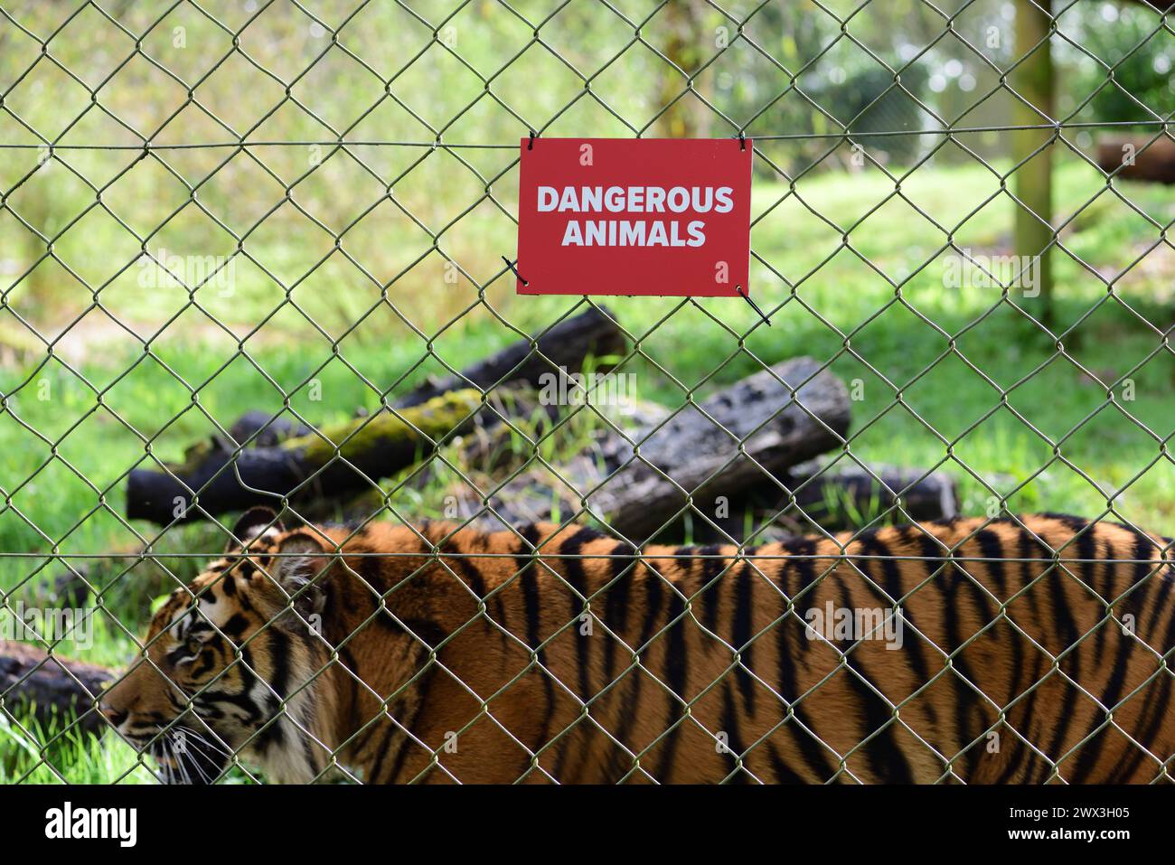 Une femelle tigre de Sumatra à côté d'un signe d'animaux dangereux sur la clôture de son enclos au zoo de Paignton. Banque D'Images