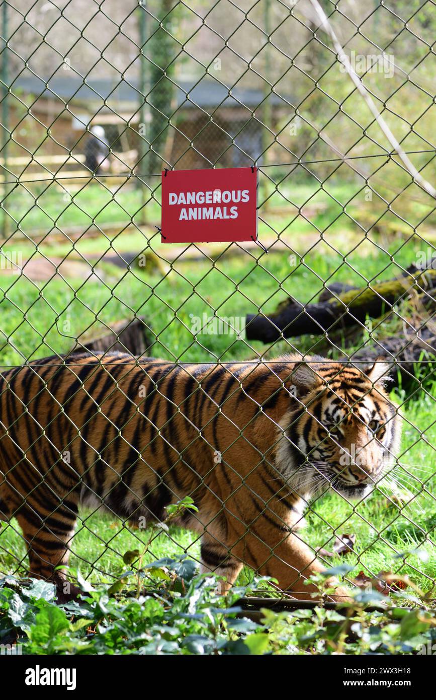 Une femelle tigre de Sumatra à côté d'un signe d'animaux dangereux sur la clôture de son enclos au zoo de Paignton. Banque D'Images