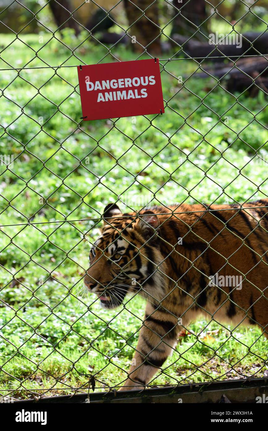 Une femelle tigre de Sumatra à côté d'un signe d'animaux dangereux sur la clôture de son enclos au zoo de Paignton. Banque D'Images