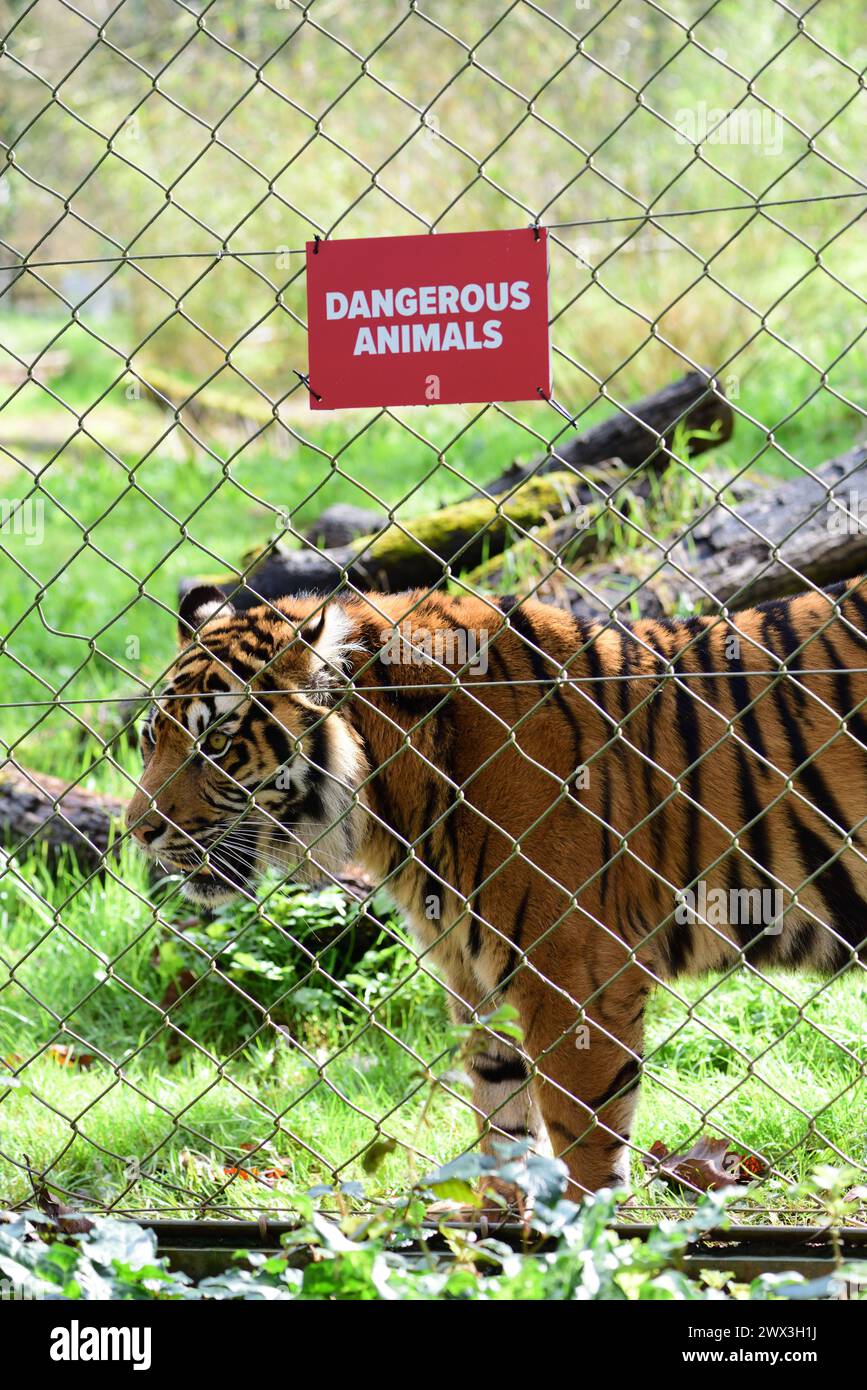 Une femelle tigre de Sumatra à côté d'un signe d'animaux dangereux sur la clôture de son enclos au zoo de Paignton. Banque D'Images