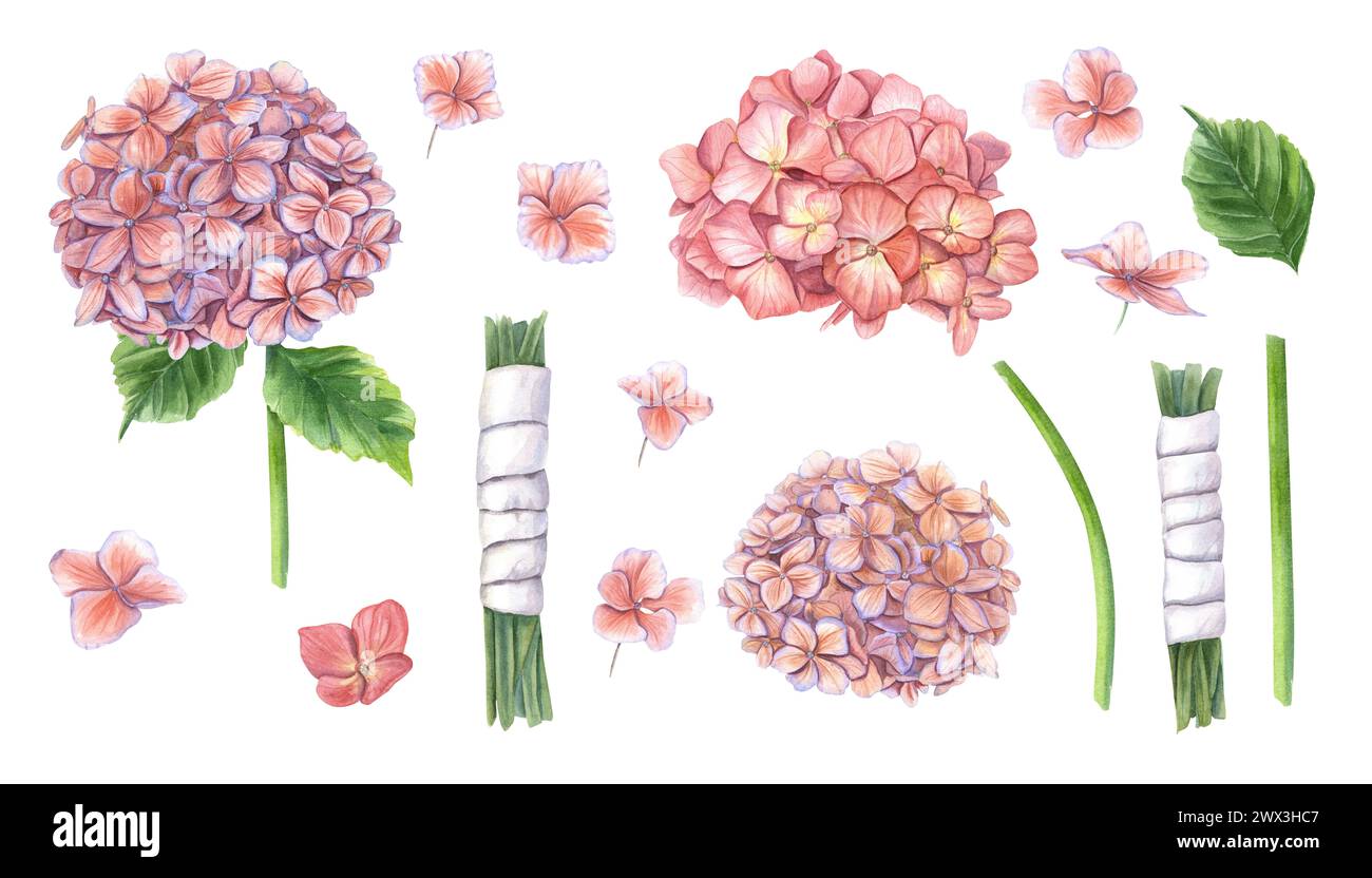 Fleurs d'Hortensia. Bouquet démonté en morceaux. Inflorescence d'hortensia, tiges en ruban blanc et feuilles vertes. Illustration aquarelle Banque D'Images