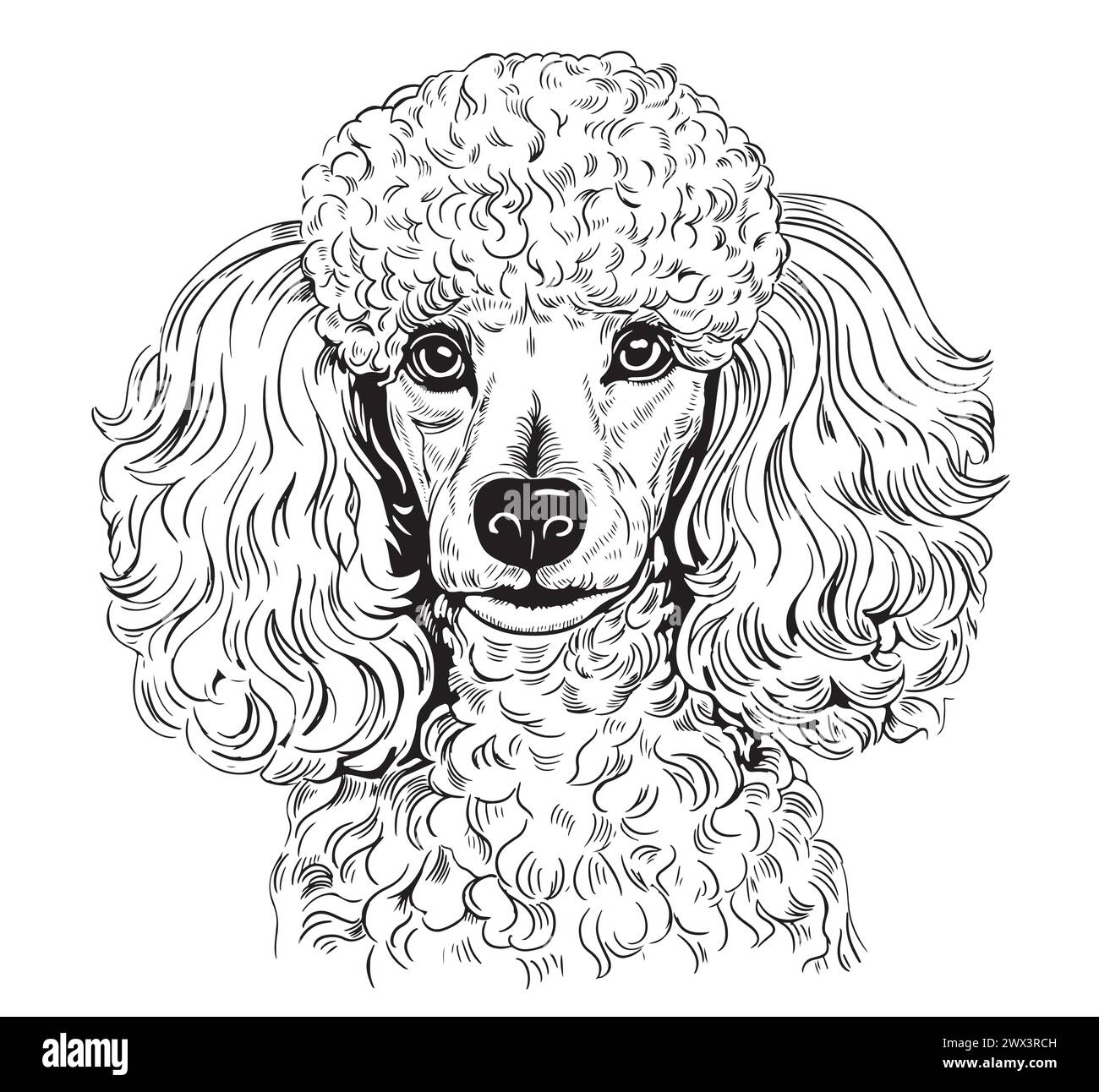 Mignon jouet chien caniche portrait dessin à la main animaux de compagnie illustration vectorielle. Illustration de Vecteur
