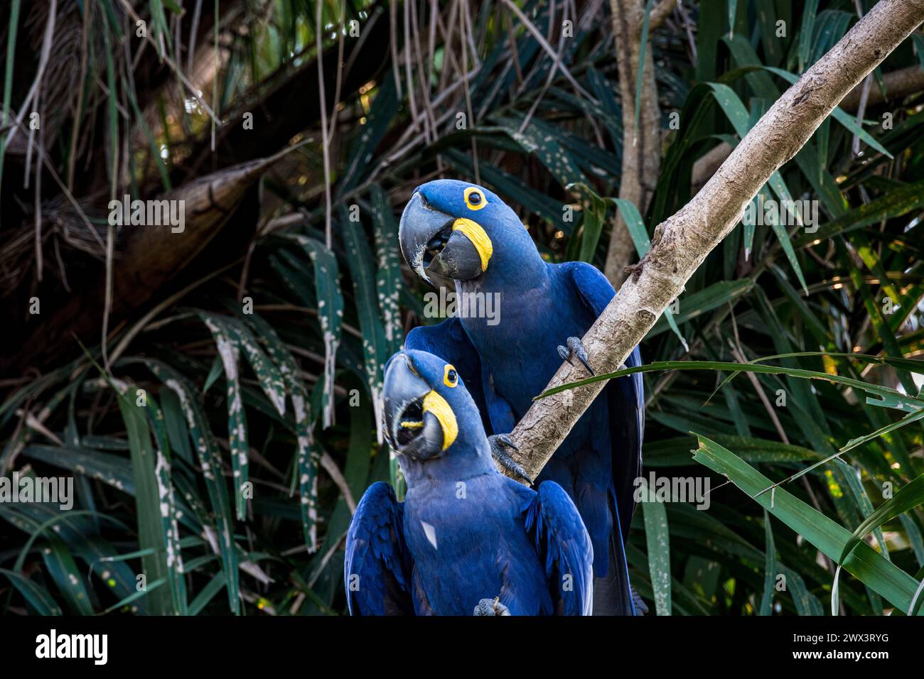 Une paire d'Anodorhynchus hyacinthinus Hyacinth Macaws,, perché dans un arbre, Pantanal, Mato Grosso, Brésil, Amérique du Sud Banque D'Images