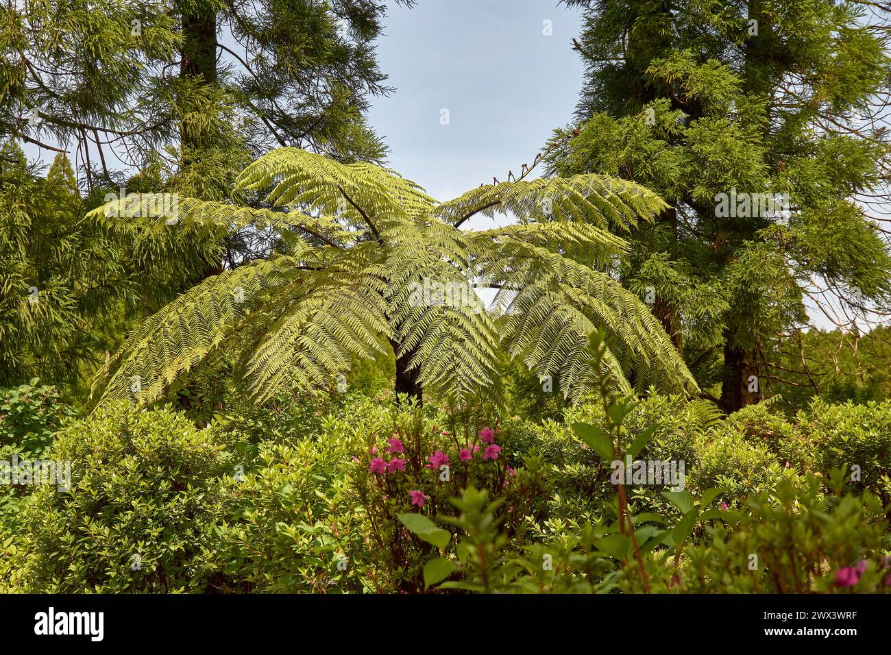 Promenades avec une végétation luxuriante le long d'un itinéraire de randonnée des 'sept villes' sur l'île de San Miguel dans les Açores, Portugal Banque D'Images