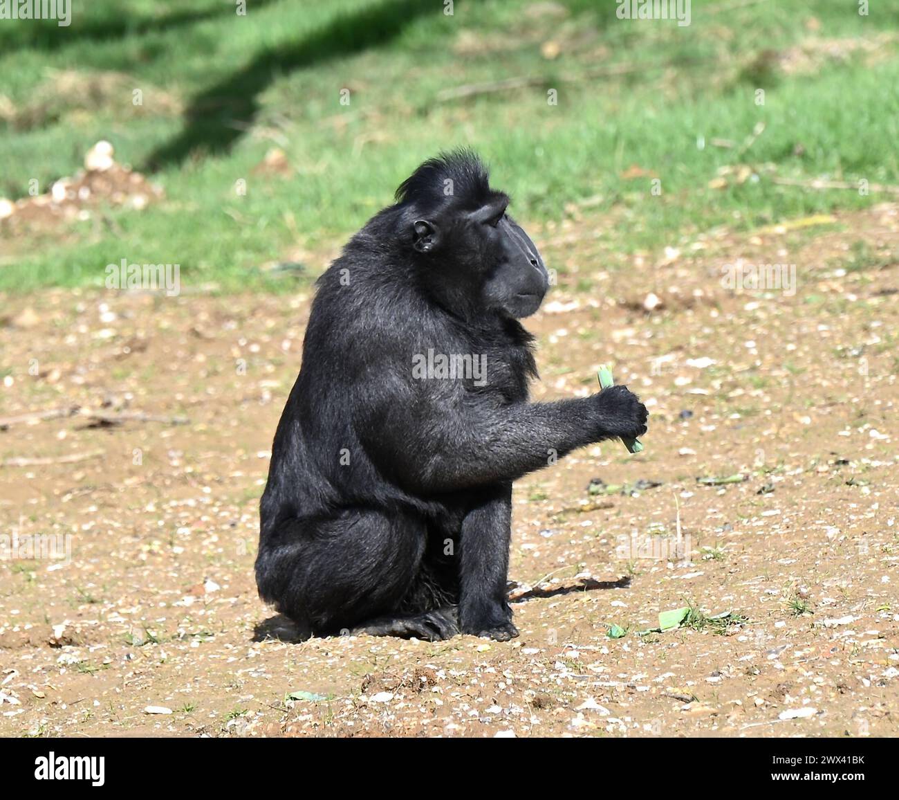 Monkey Forest ouvre le 29 mars 2024 .Monkey Forest sera la maison des macaques à crête Sulawesi , Francois langurs , Babirusa et les basses terres anoa.Sulawesi macaques à crête et François Ian gurs seront vus par les visiteurs de Whipsnade pour la première fois. le nouvel habitat de macaques est le plus grand au Royaume-Uni à 11 500 m équivalent à 44 courts de tennis ..Monkey Forest comprendra plus de 100 arbres .les enfants peuvent explorer le sentier de jeu naturel le long du sentier Monkey Forest ... Banque D'Images