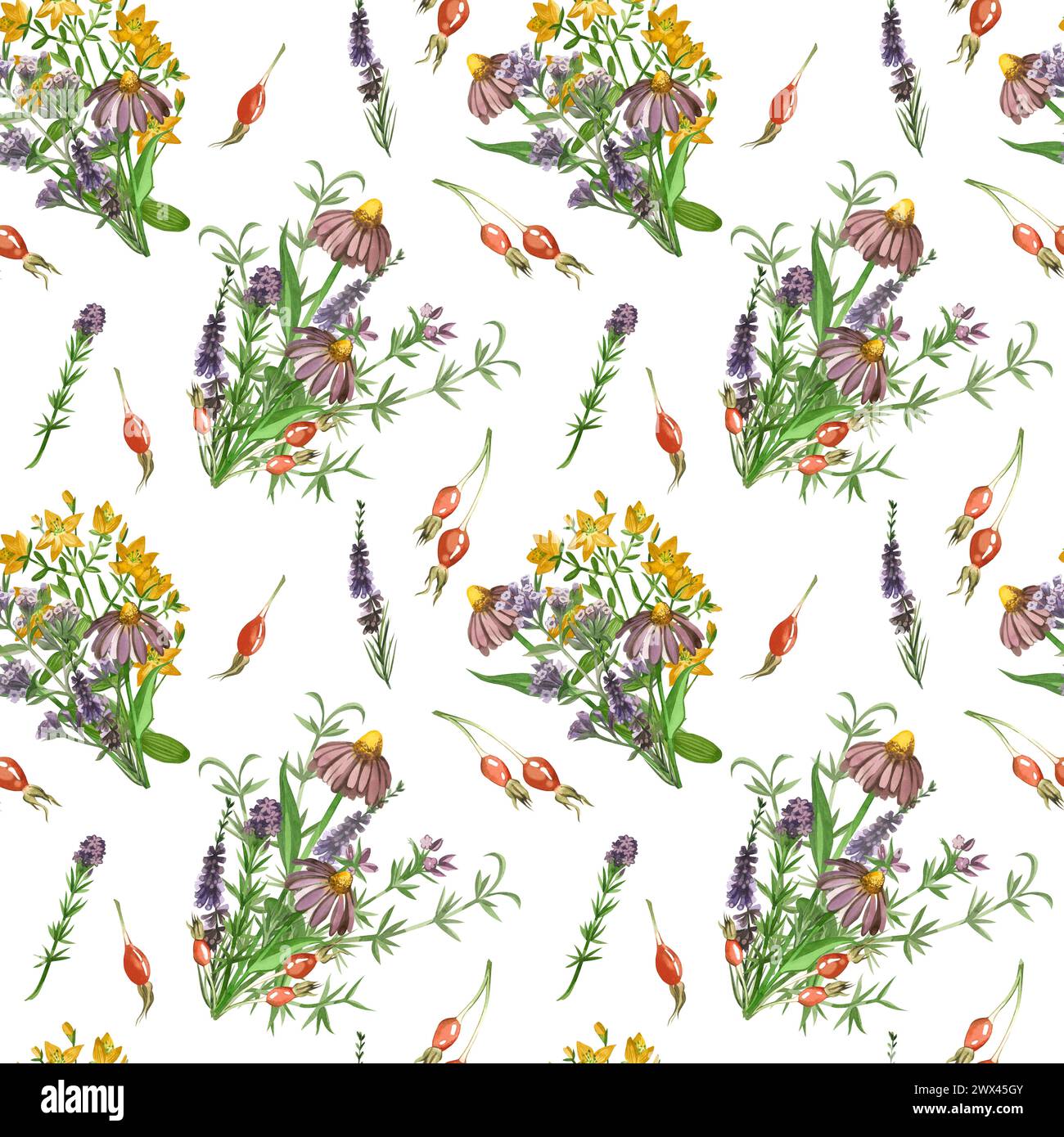 Herbes et fleurs de prairie. Modèle sans couture d'échinacée, lungwort, rose musquée, bouquets de fleurs. Tous les éléments sont peints à la main à l'aquarelle Banque D'Images