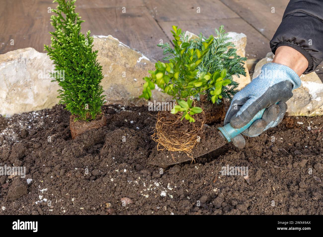 Planter des arbustes de conifères, construire une rocaille dans le jardin, ranger le jardin au printemps, planter des plantes dans le sol Banque D'Images