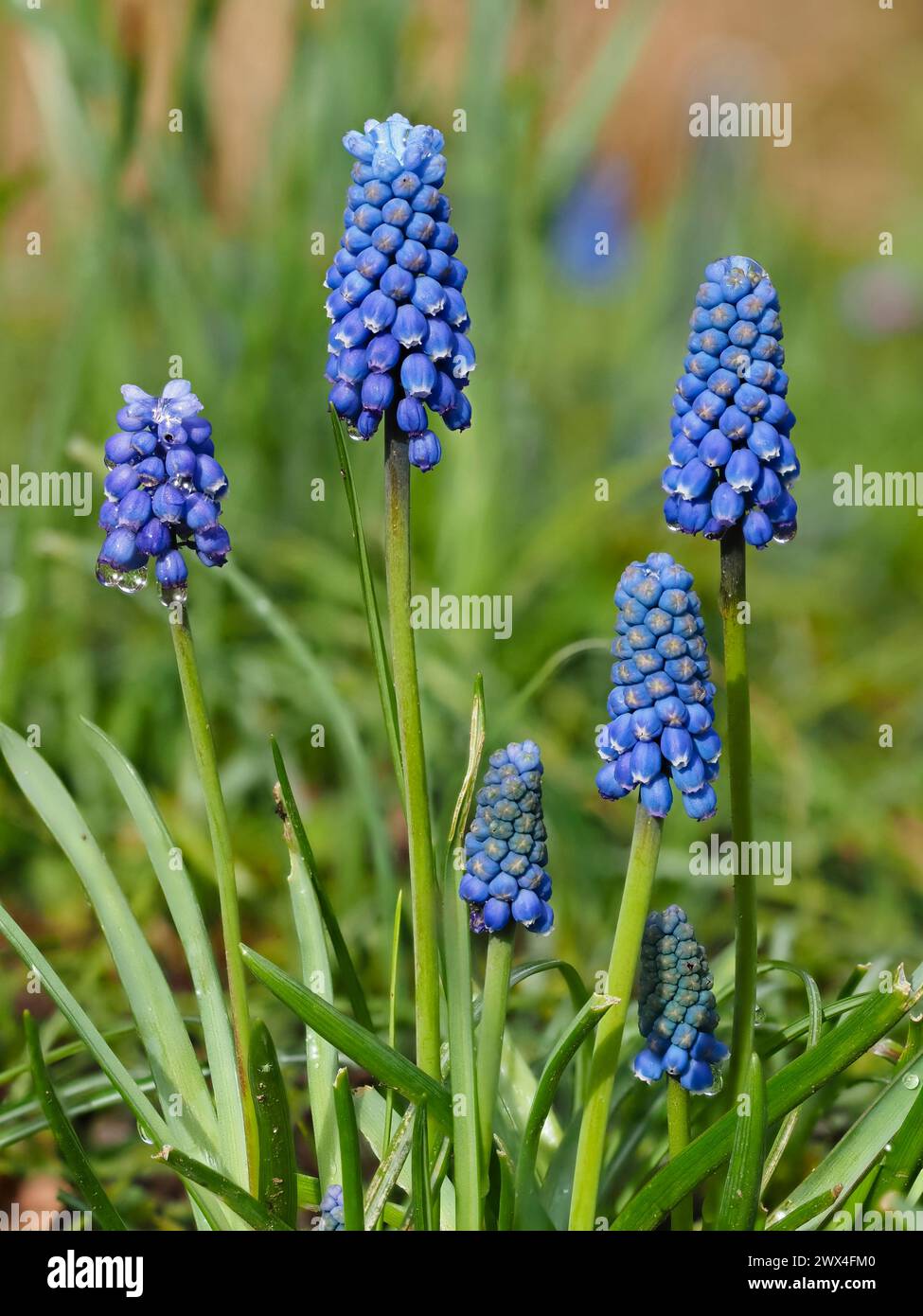 Fleurs bleues à lèvres blanches dans les racèmes du bulbe rustique à floraison printanière, Muscari atlanticum Banque D'Images