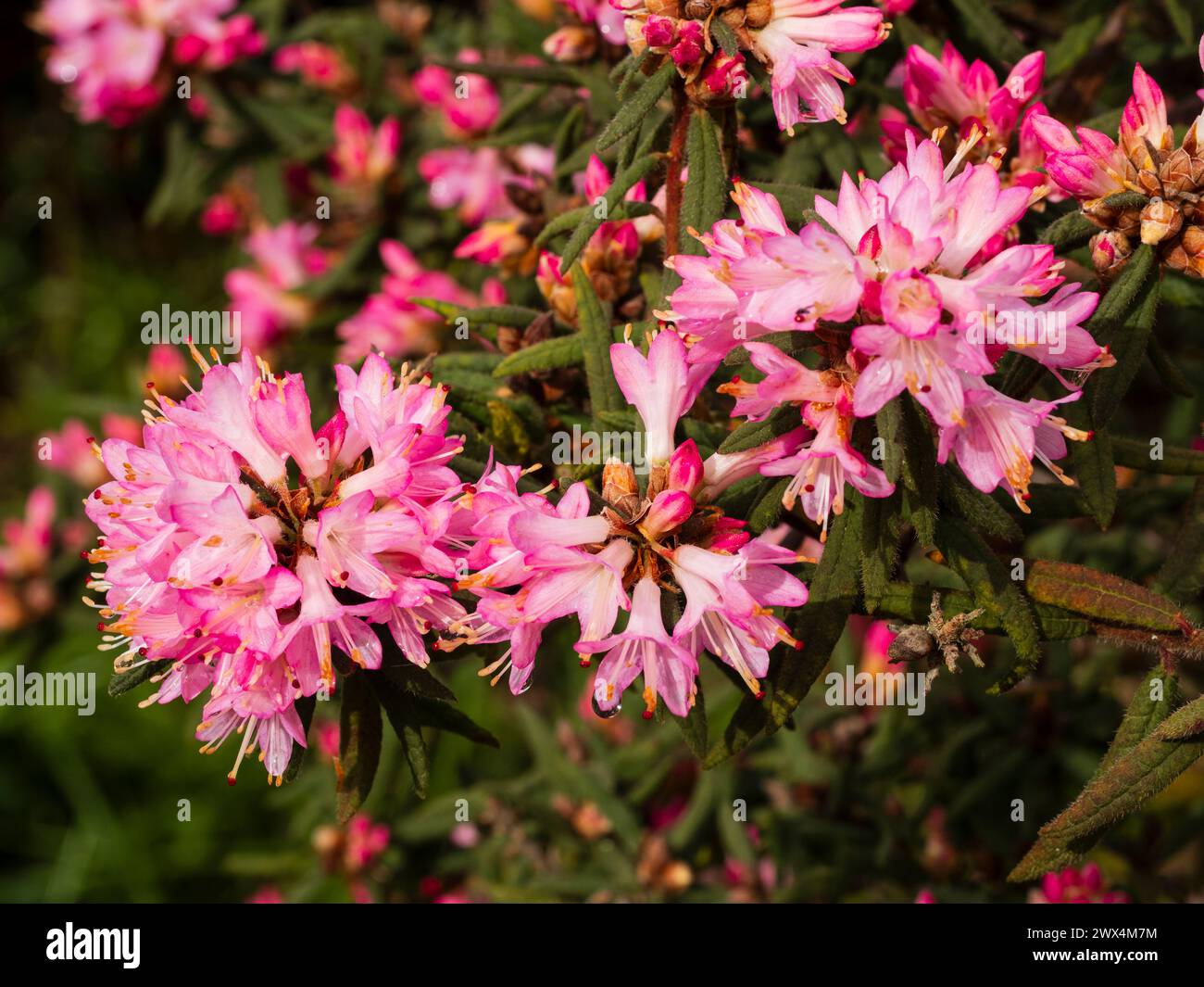 De petites fleurs roses de l'arbuste persistant robuste flambant au début du printemps pour les sols acides, Rhododendron scabrifolium var spiciferum Banque D'Images