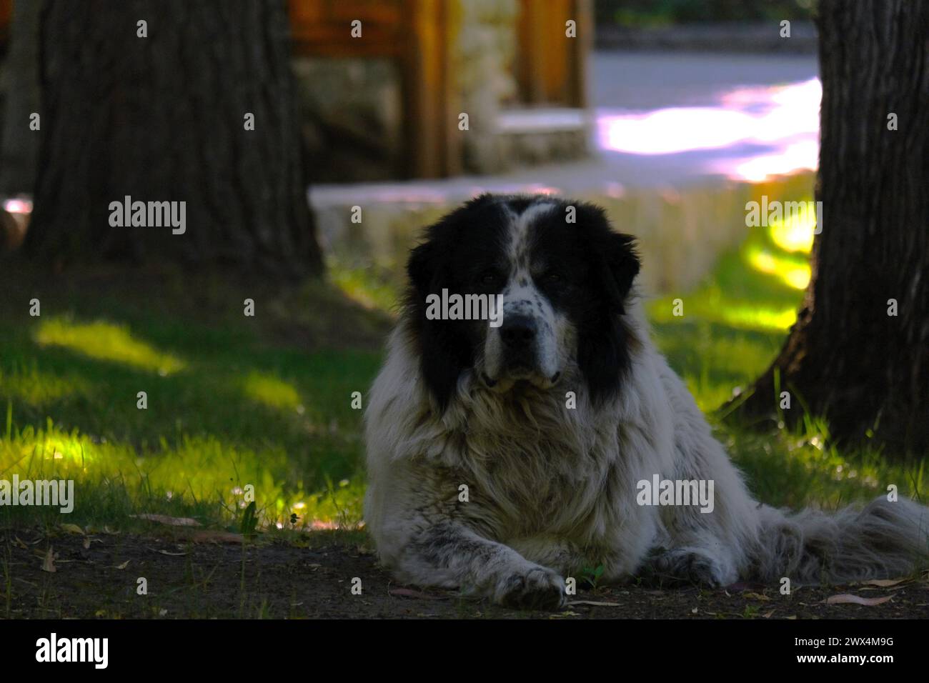 Grand chien gardien refroidissant à l'ombre de quelques arbres Banque D'Images