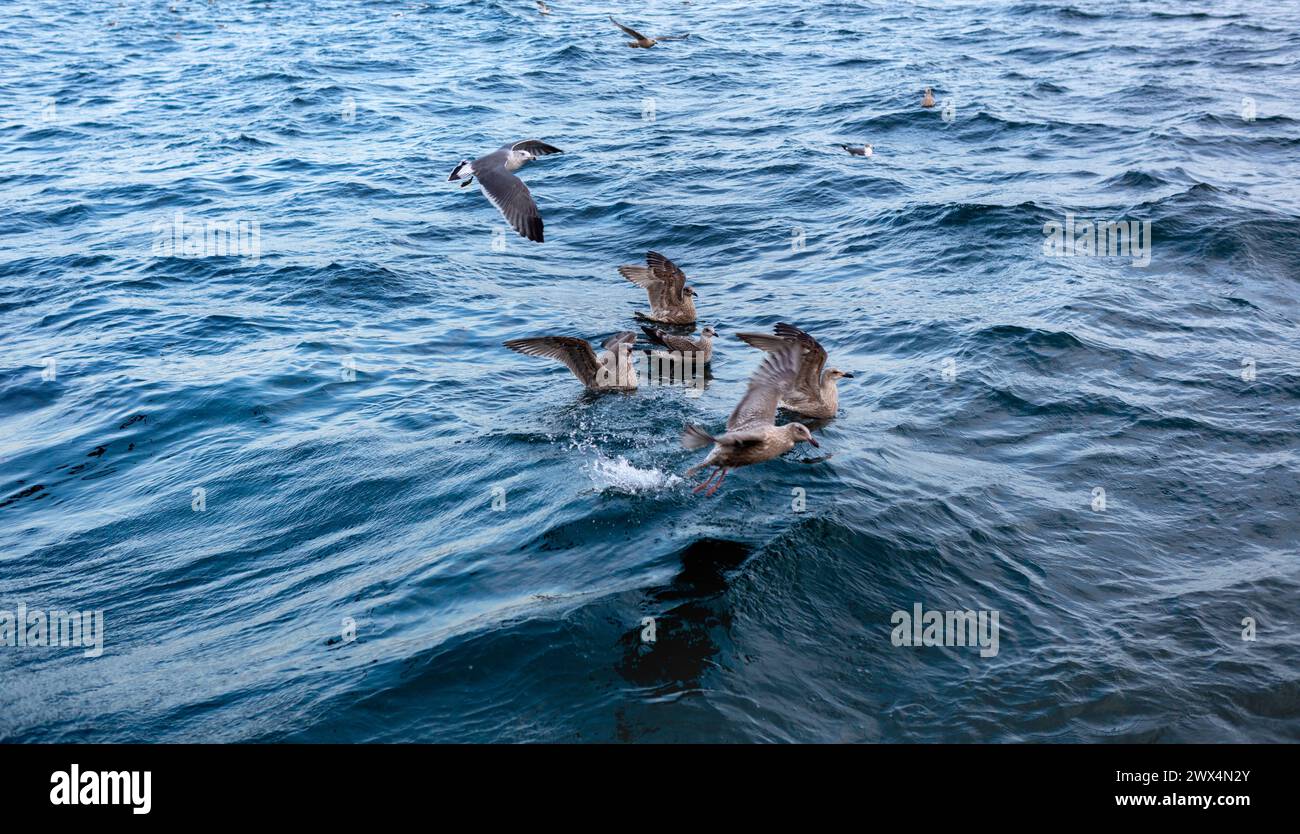 Mouettes volant et nageant. Nourrir les mouettes en mer. Banque D'Images