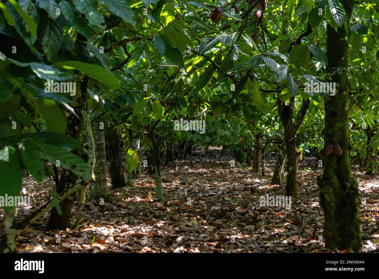 Une plantation de cacao en République Dominicaine. Banque D'Images