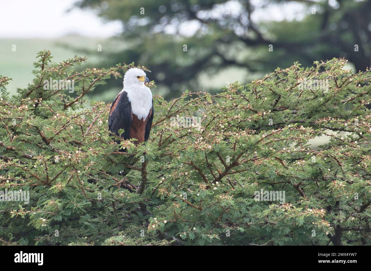 Aigle africain (Haliaeetus vocifer) perché au sommet d'un arbre Banque D'Images