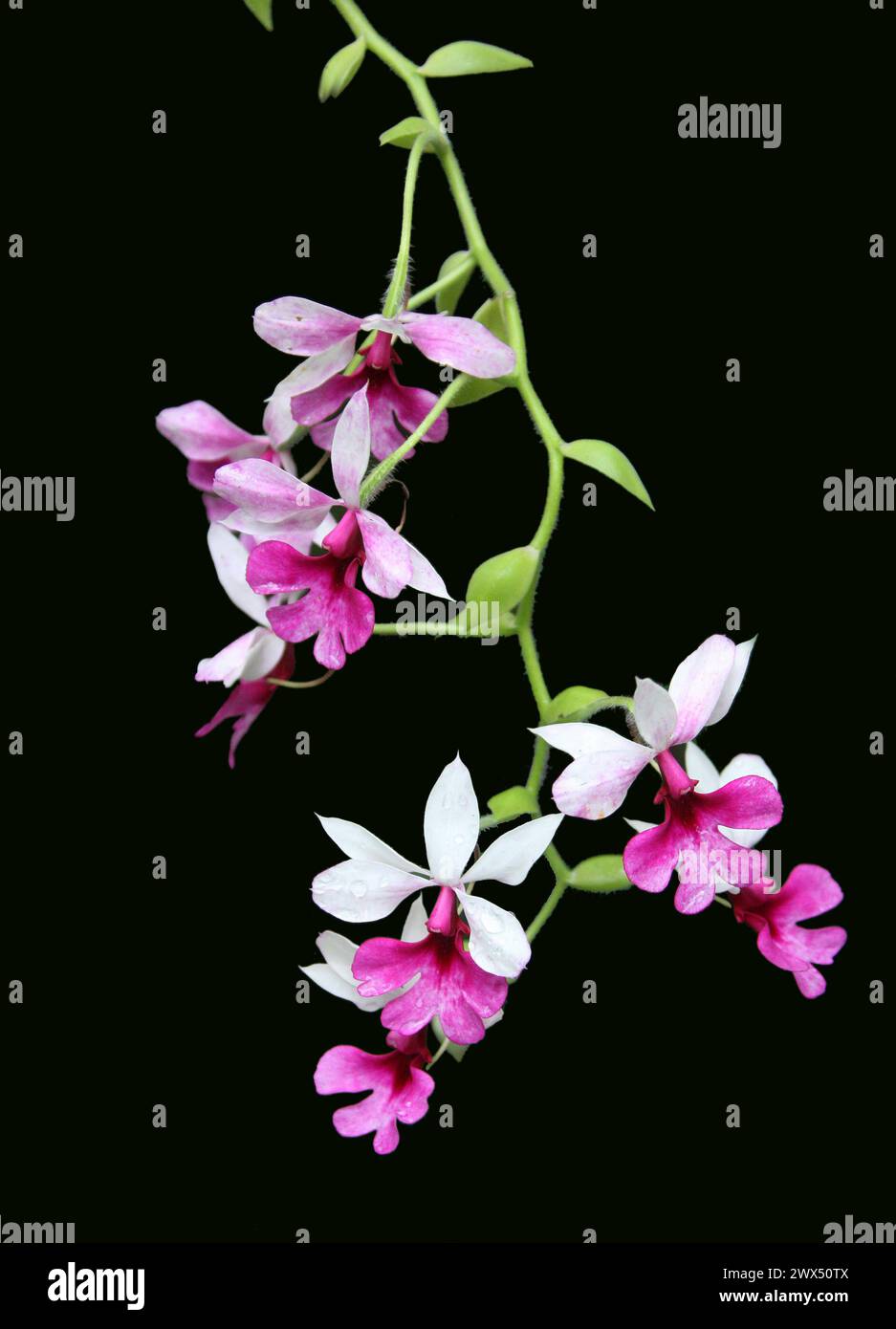 Orchidée hybride Calanthe, Orchidaceae. CATIE Agricultural Cenre Botanical Gardens, Guayabo, Costa Rica. Banque D'Images