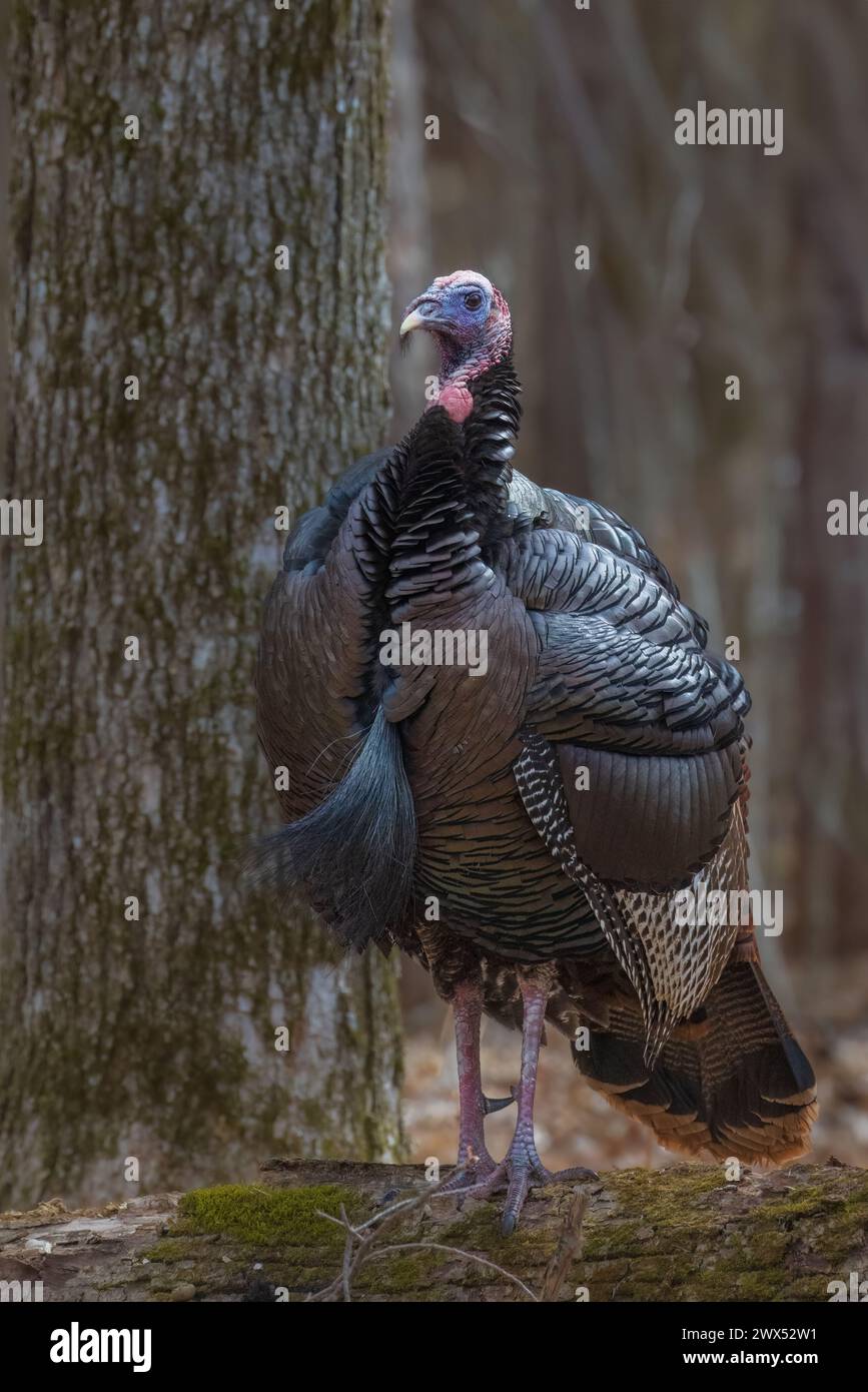 Tom turkey un jour de mars dans le nord du Wisconsin. Banque D'Images