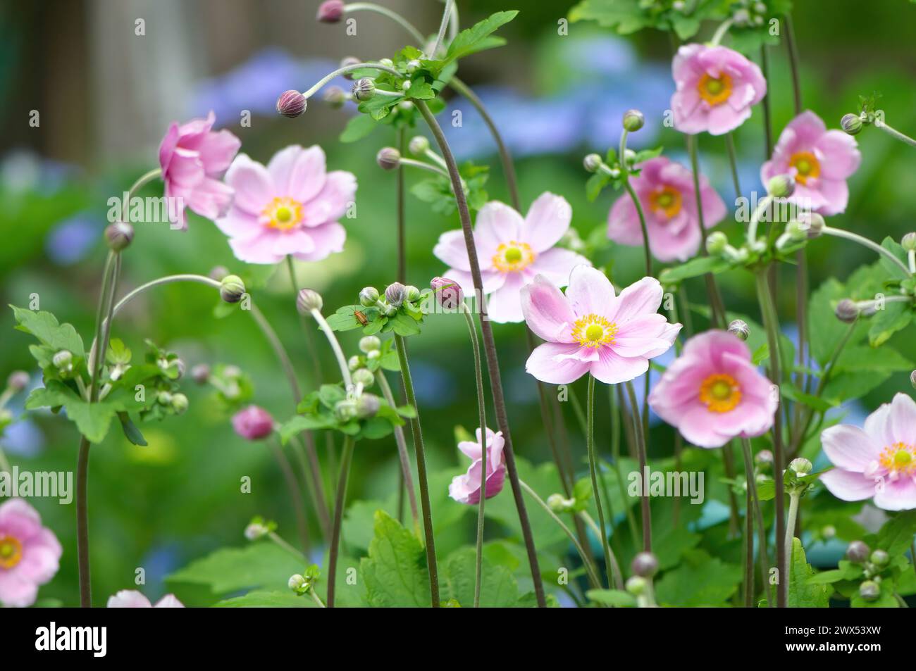 Anémone japonaise en rose délicat (Anemone hupehensis) - une plante vivace herbacée à racines fibreuses à fleurs d'automne. Banque D'Images
