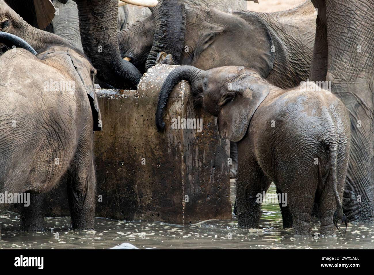 Bébé éléphant essayant d'atteindre l'eau Banque D'Images
