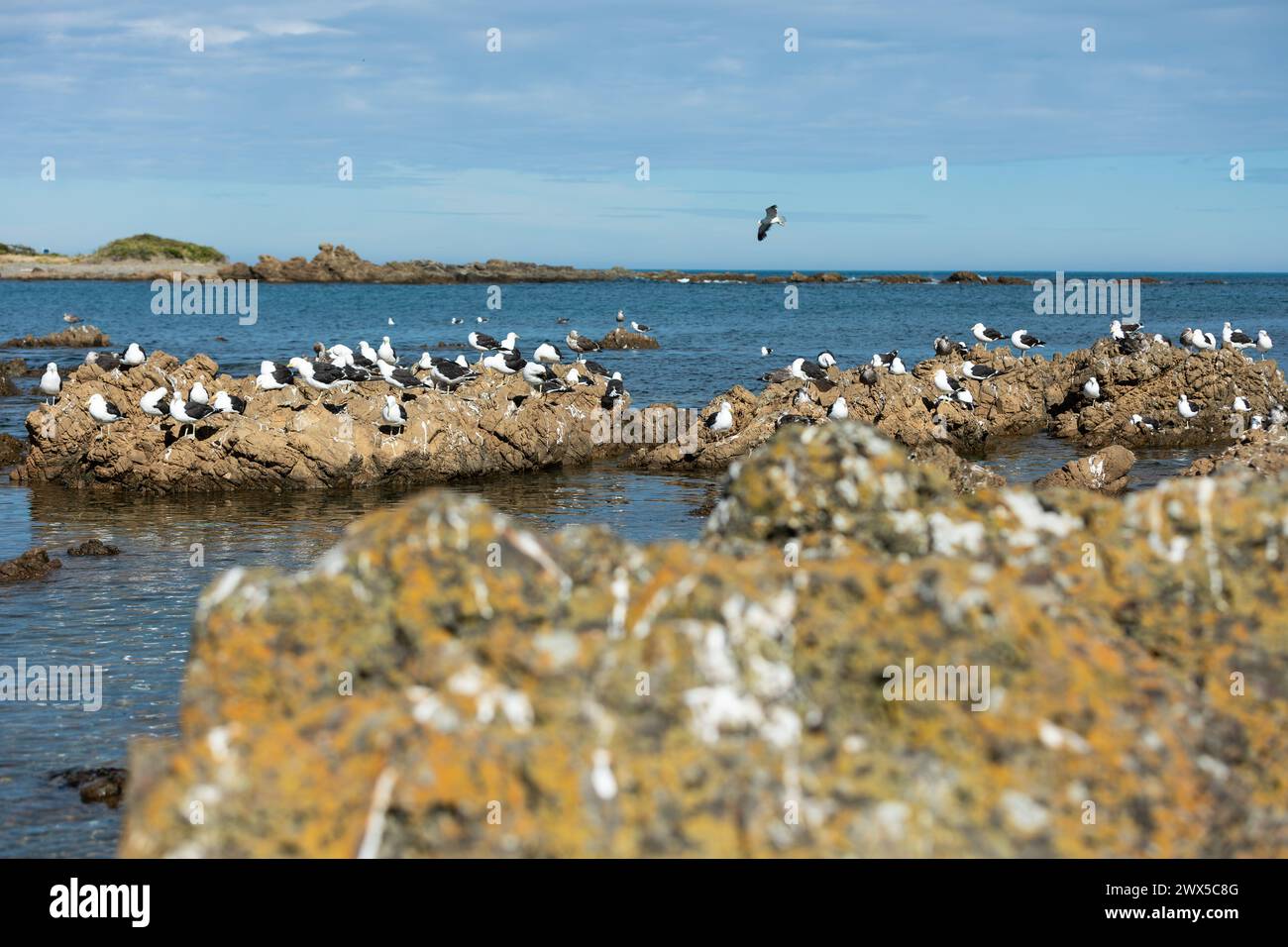 Rassemblement de mouettes sur le rivage rocheux au coucher du soleil dans la baie d'Owhiro, Wellington, NZ Banque D'Images