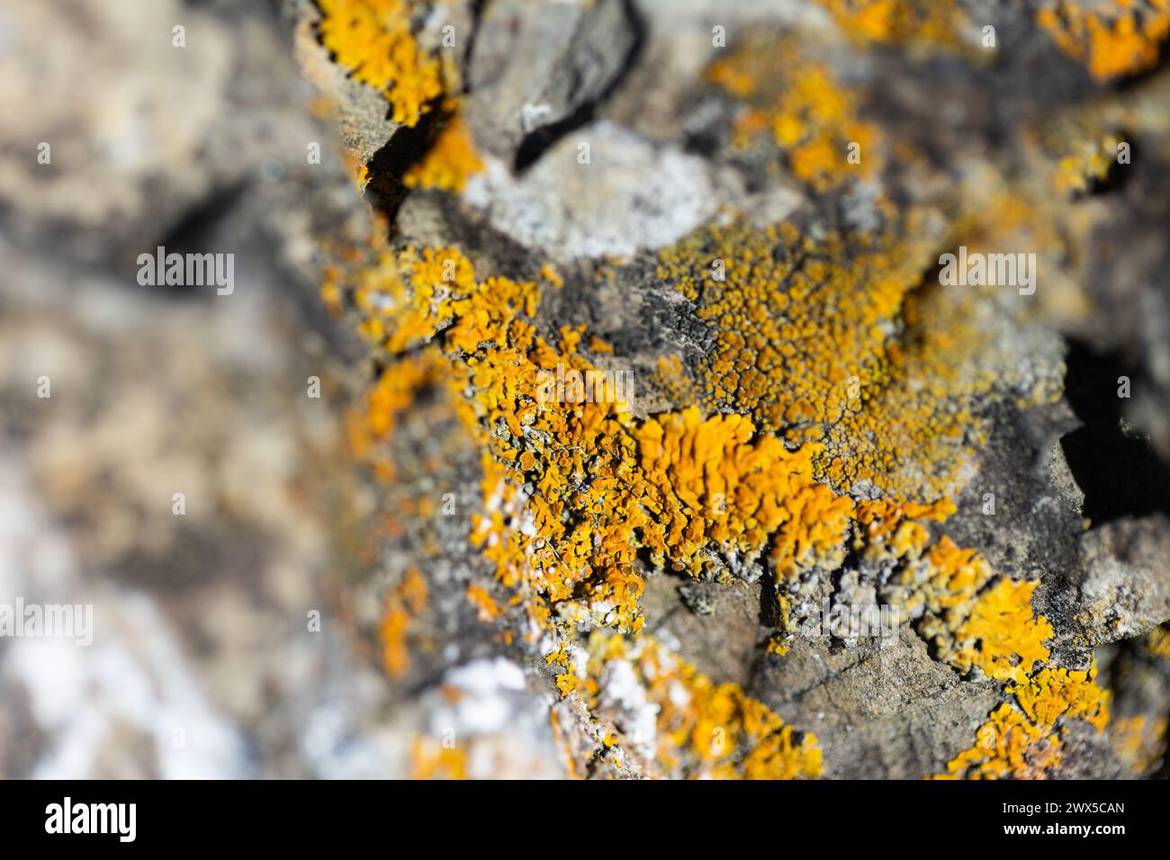 Un cliché macro de lichen jaune sur les rochers de la réserve marine de Taputeranga, Owhiro Bay, Wellington, Nouvelle-Zélande. Banque D'Images