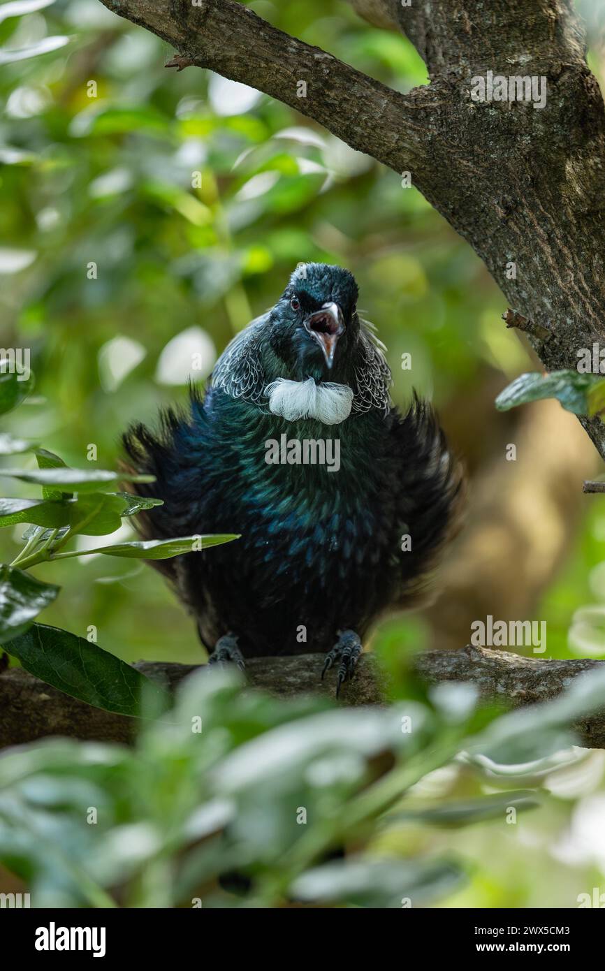Chanter Tui Bird dans un arbre. Les oiseaux TUI sont originaires de Nouvelle-Zélande et ils sont très territoriaux et défendront agressivement leur espace. Banque D'Images