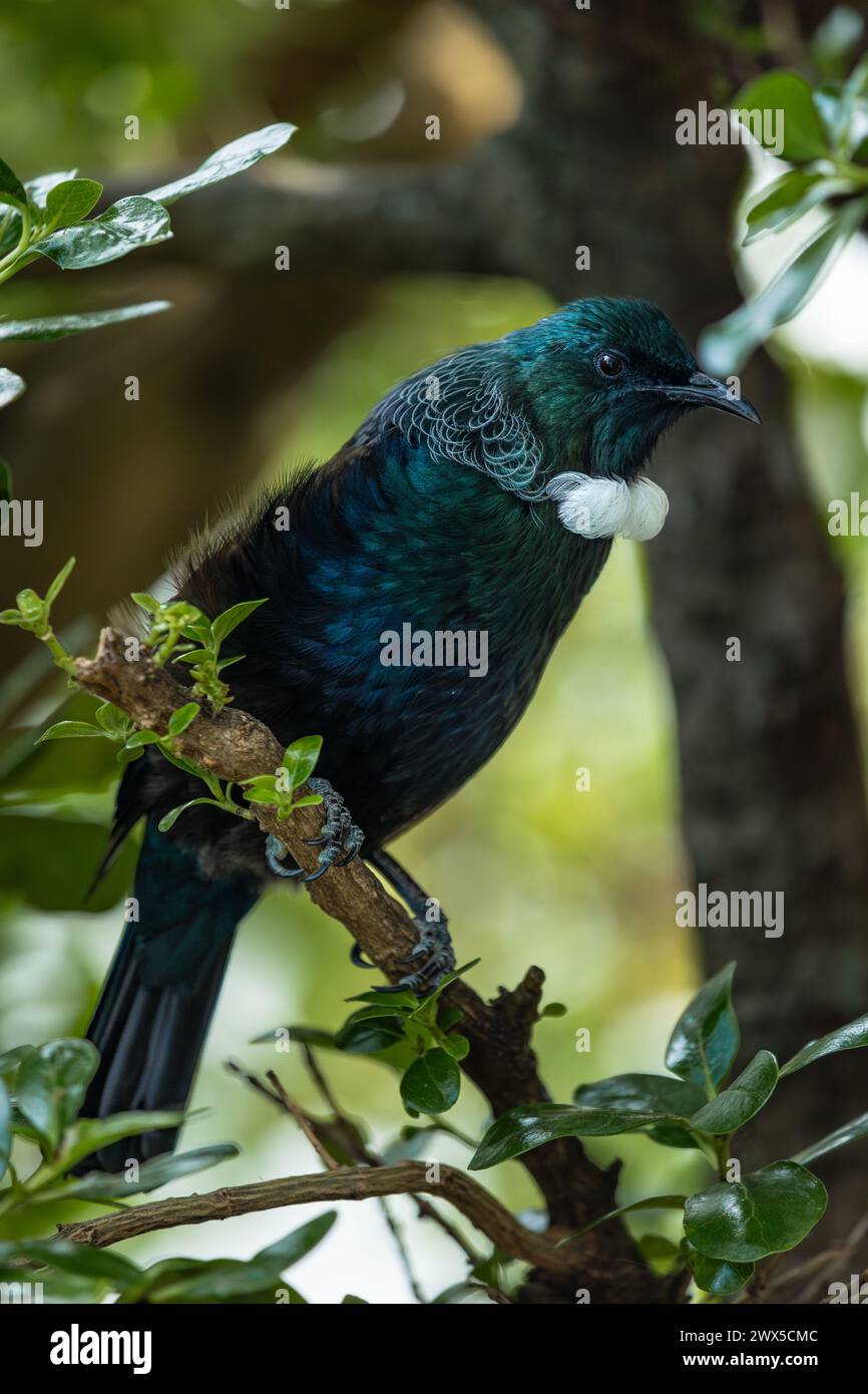 Chanter Tui Bird dans un arbre en Nouvelle-Zélande. Les oiseaux TUI sont originaires de Nouvelle-Zélande et ils ont une signification culturelle dans la mythologie et la tradition Māori. Banque D'Images