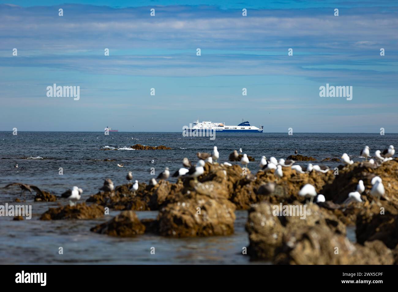 Mouettes assis sur le rivage rocheux de la baie d'Owhiro à Wellington, Nouvelle-Zélande. Un ferry passe en arrière-plan Banque D'Images